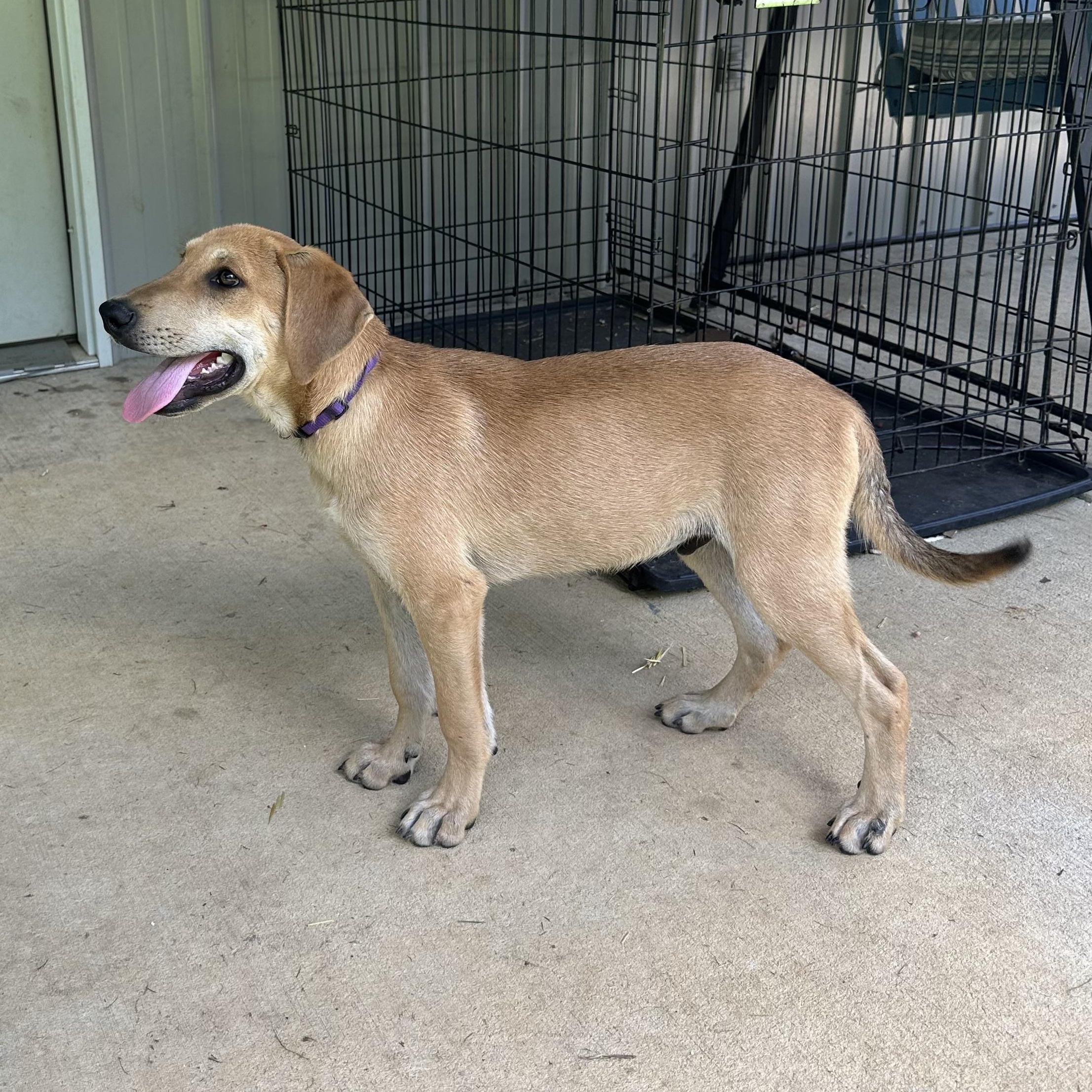 Gronk, a Adoptable mixed breed in Little Rock, AR image 3/6