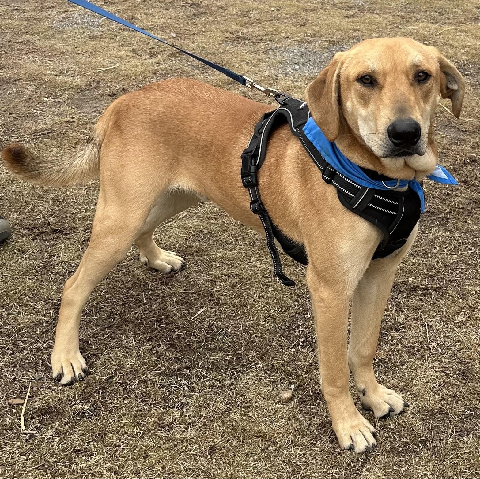 Gronk, adoptable, Young Male Labrador Retriever.