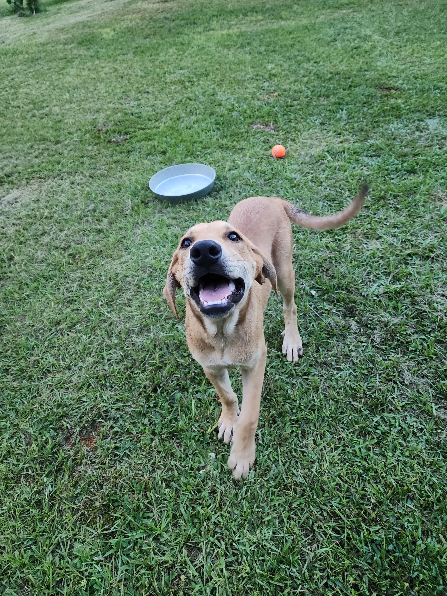Gronk, a Adoptable mixed breed in Little Rock, AR image 6/6