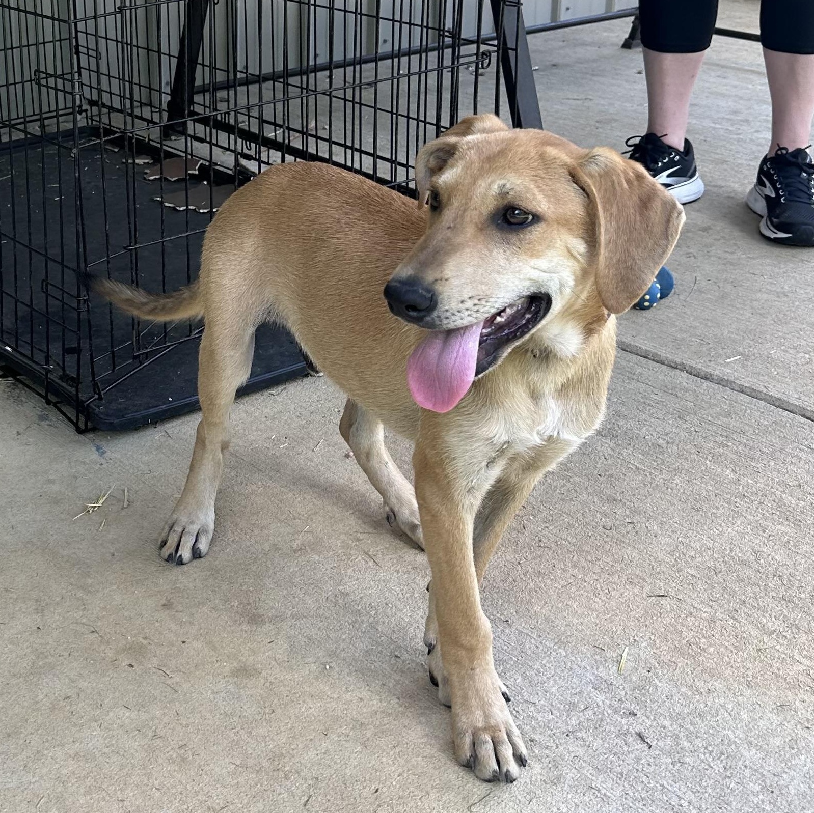 Gronk, a Adoptable mixed breed in Little Rock, AR image 4/6