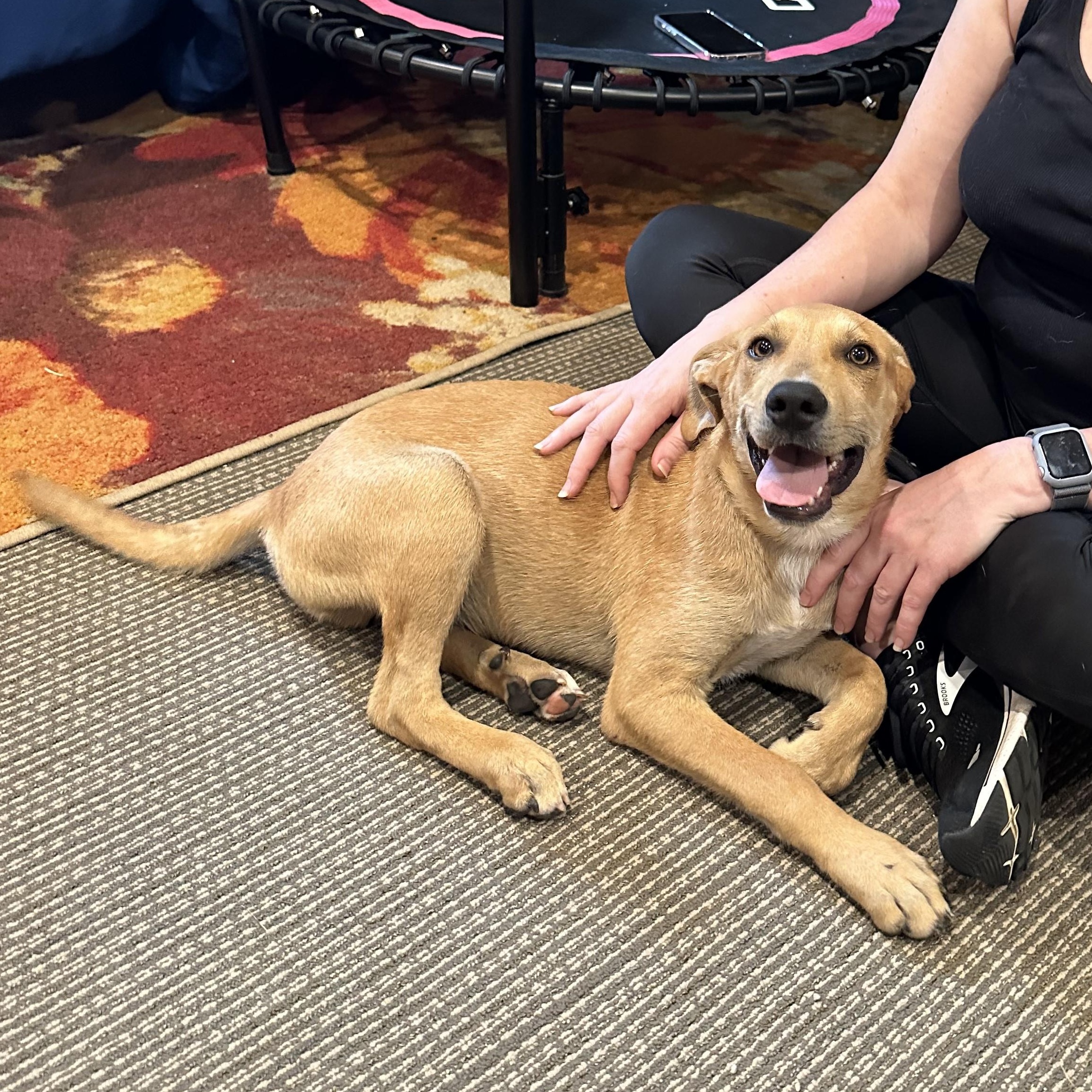 Gronk, a Adoptable mixed breed in Little Rock, AR image 5/6