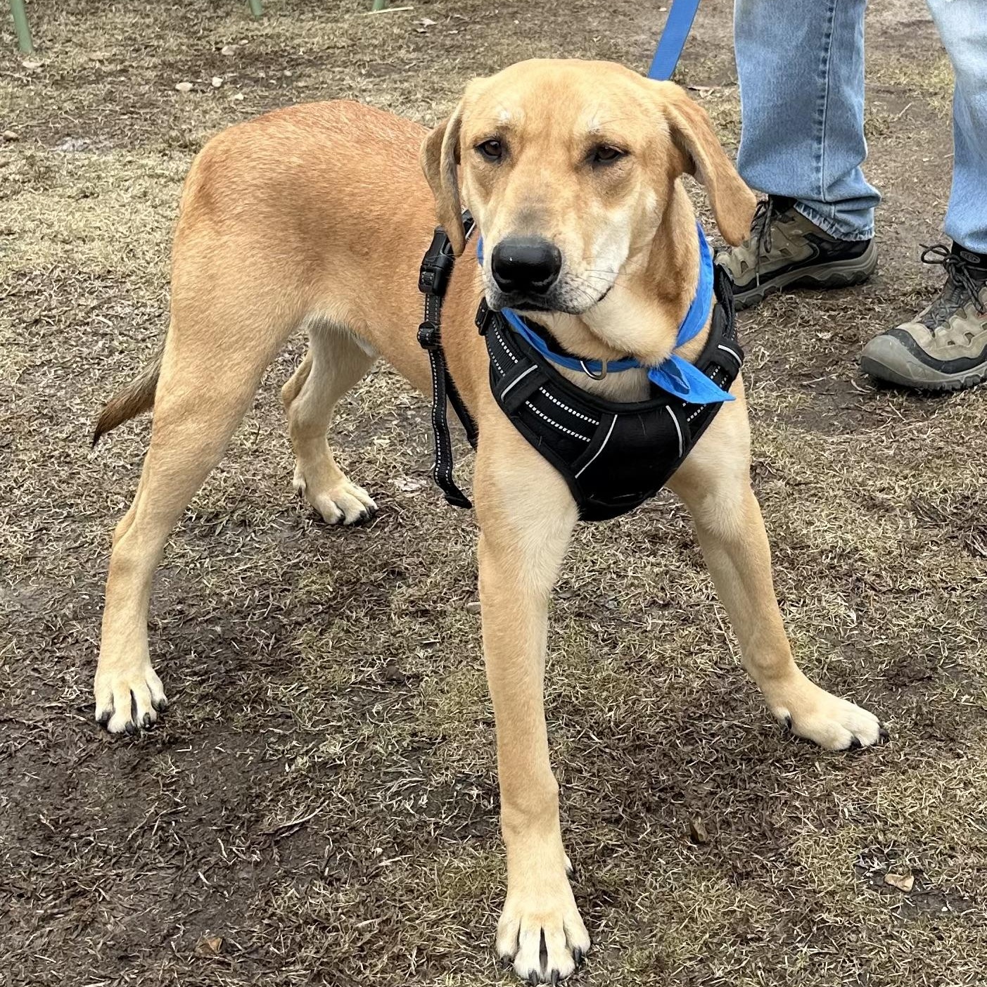 Enlarge Gronk, an adoptable mixed breed in Little Rock, AR image 5/5