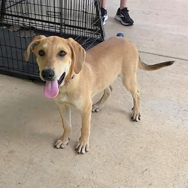 Gronk, a Adoptable mixed breed in Little Rock, AR image 2/6