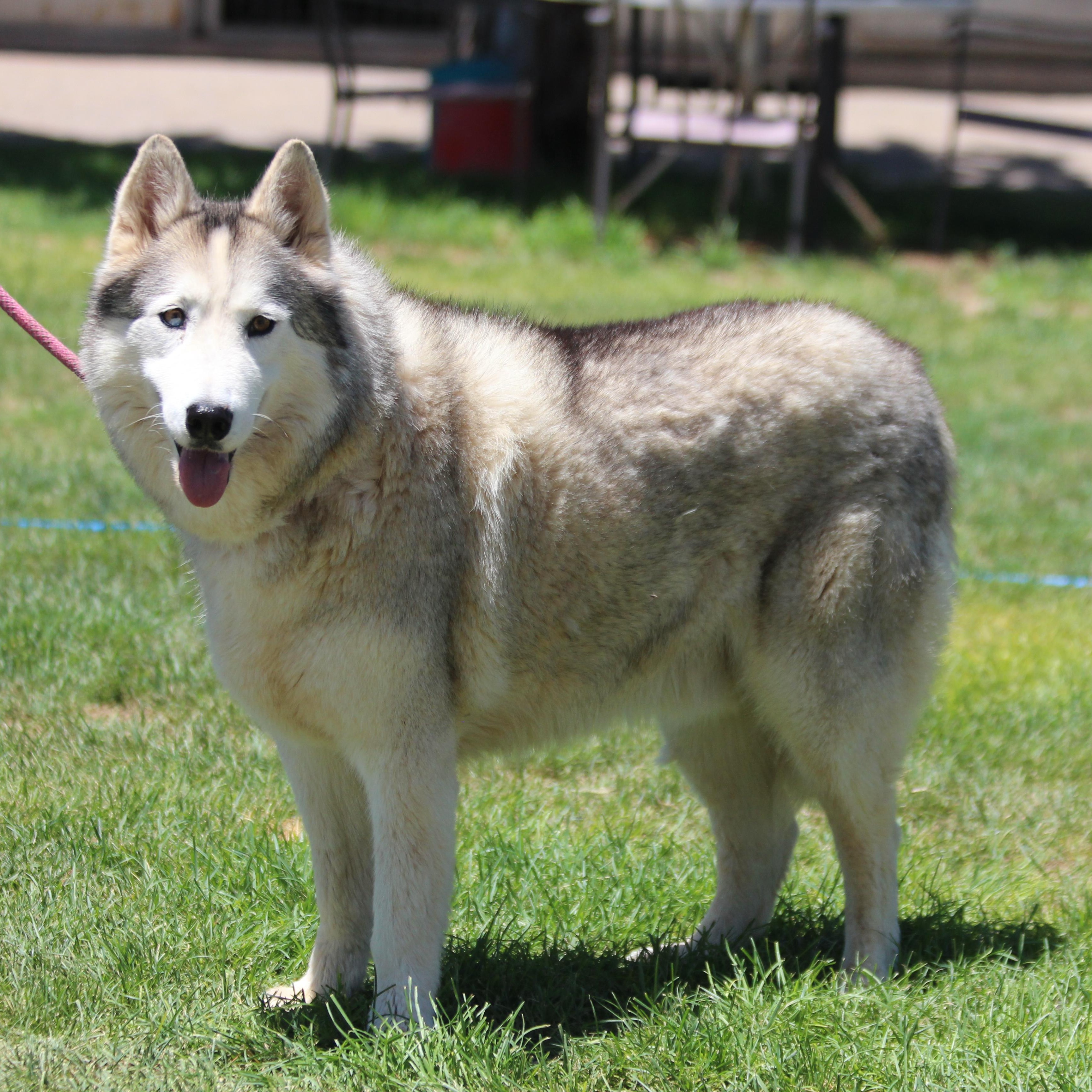 CLOUDY, an adoptable Siberian Husky in Pearce, AZ, 85625 | Photo Image 2
