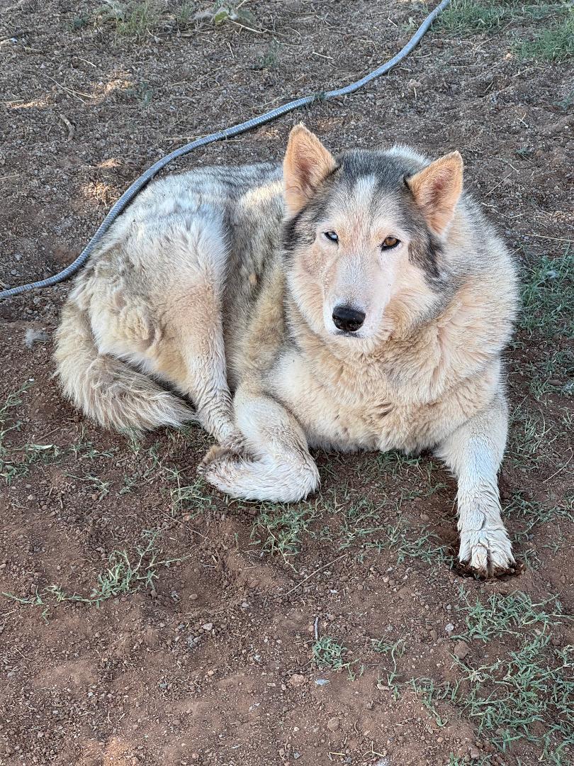 CLOUDY, an adoptable Siberian Husky in Pearce, AZ, 85625 | Photo Image 5