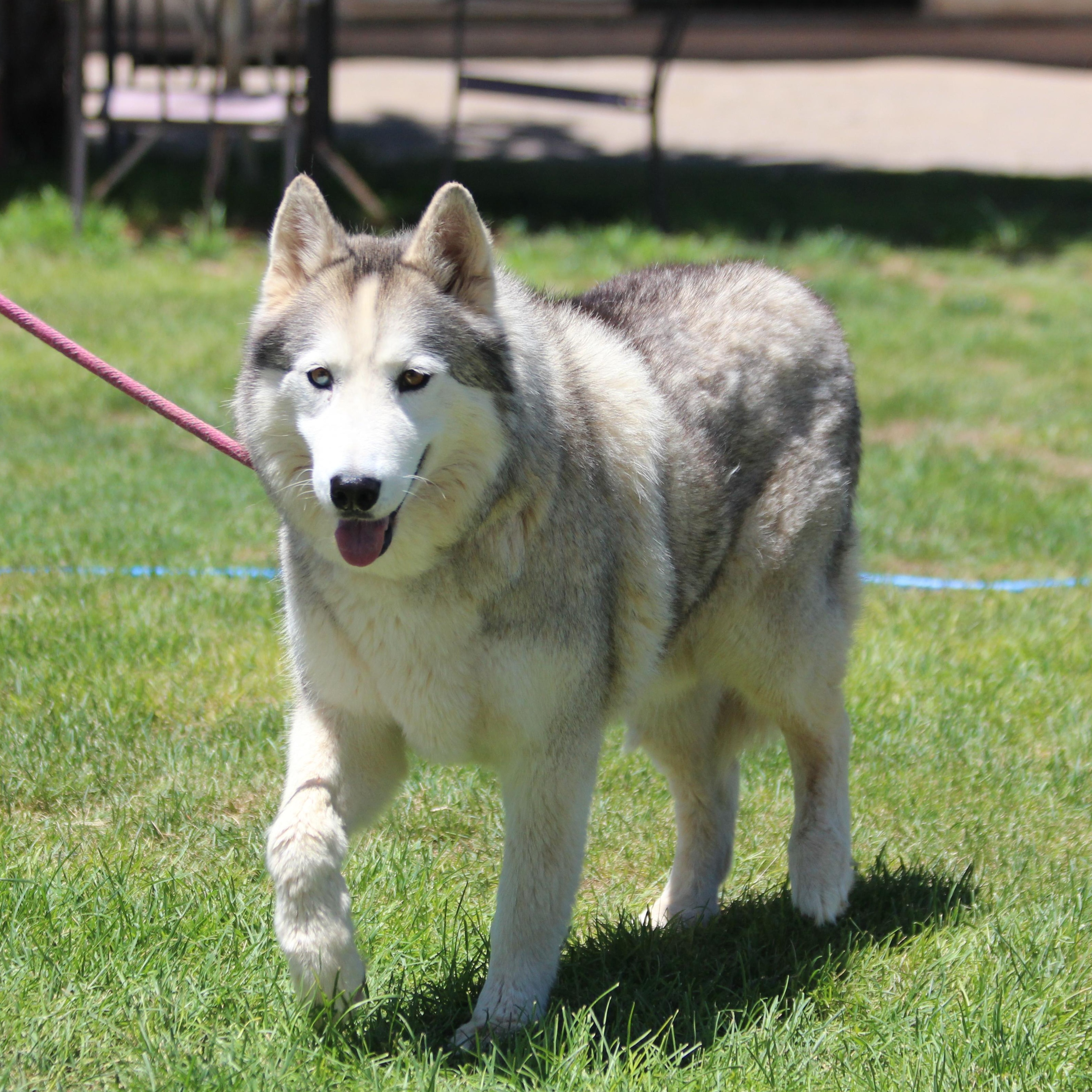 CLOUDY, an adoptable Siberian Husky in Pearce, AZ, 85625 | Photo Image 3