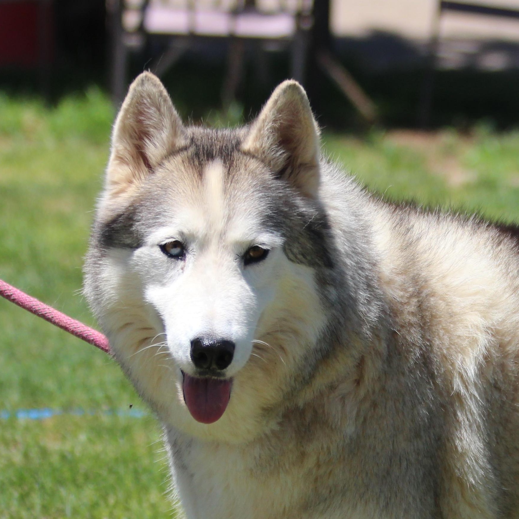 CLOUDY, an adoptable Siberian Husky in Pearce, AZ, 85625 | Photo Image 1