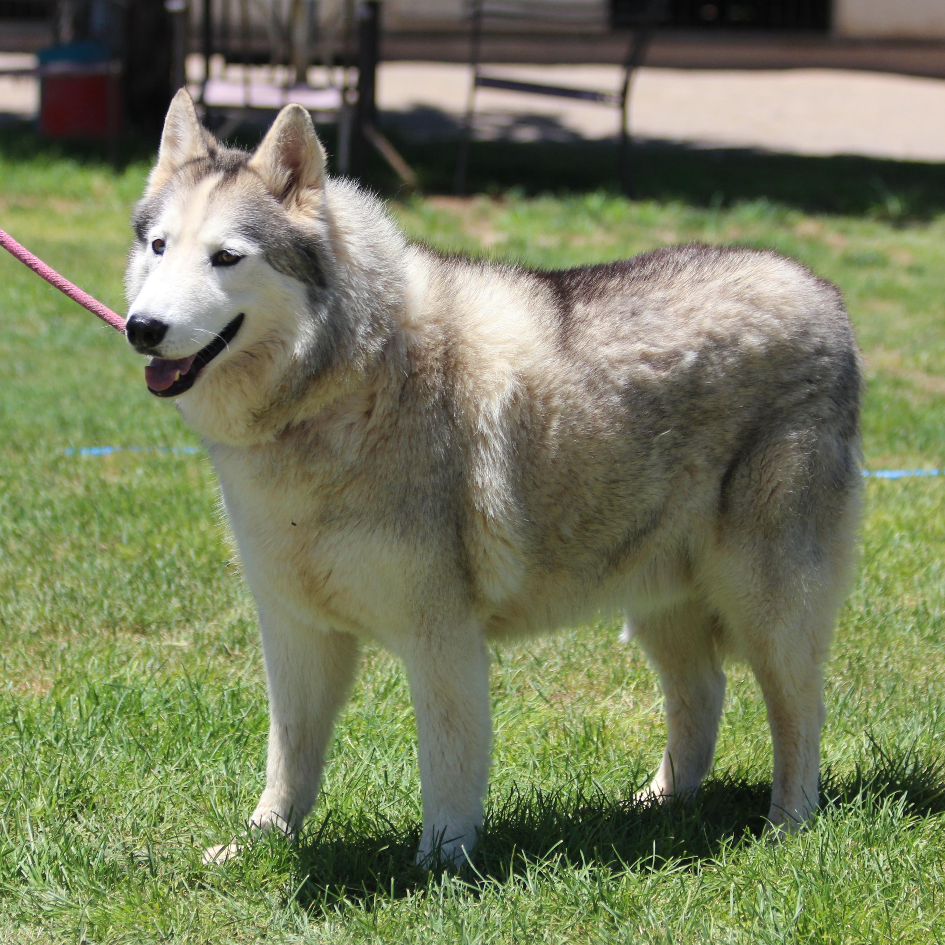 CLOUDY, an adoptable Siberian Husky in Pearce, AZ, 85625 | Photo Image 4