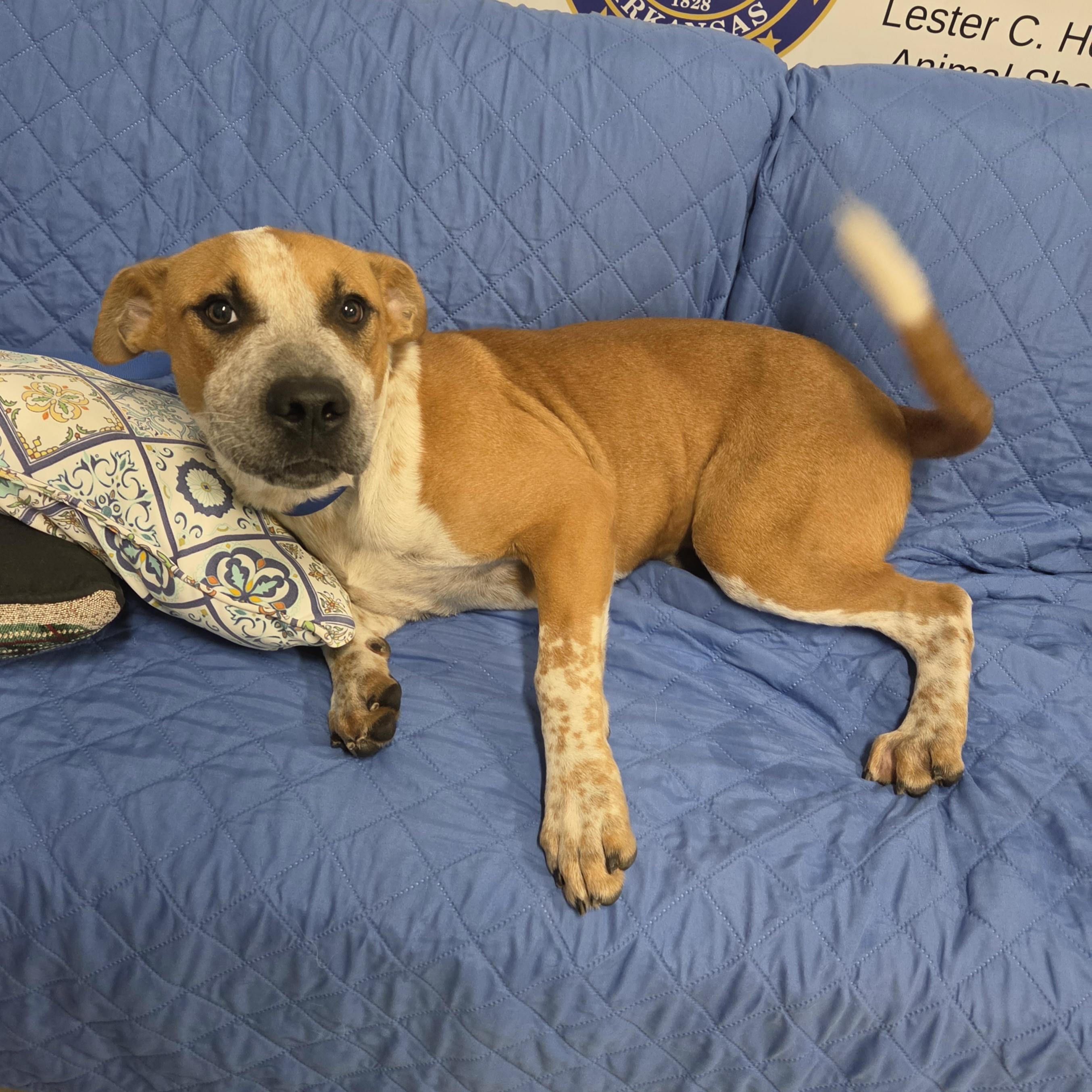 Enlarge Fry, a Adoptable Australian Cattle Dog / Blue Heeler in Fayetteville, AR image 3/4