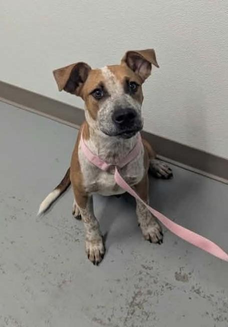 Enlarge Fry, a Adoptable Australian Cattle Dog / Blue Heeler in Fayetteville, AR image 4/4