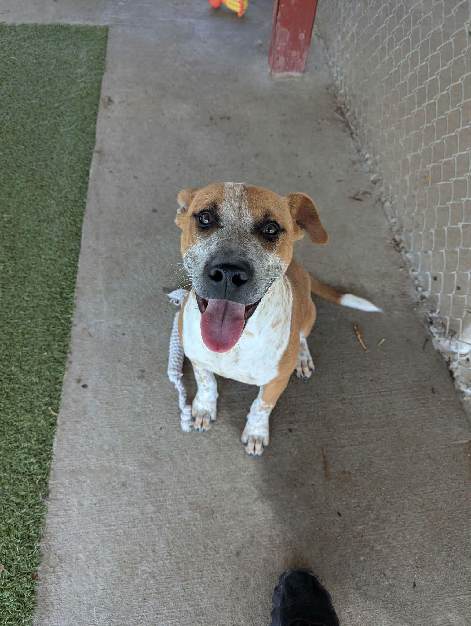 Fry, Adoptable, Young Male Australian Cattle Dog / Blue Heeler.