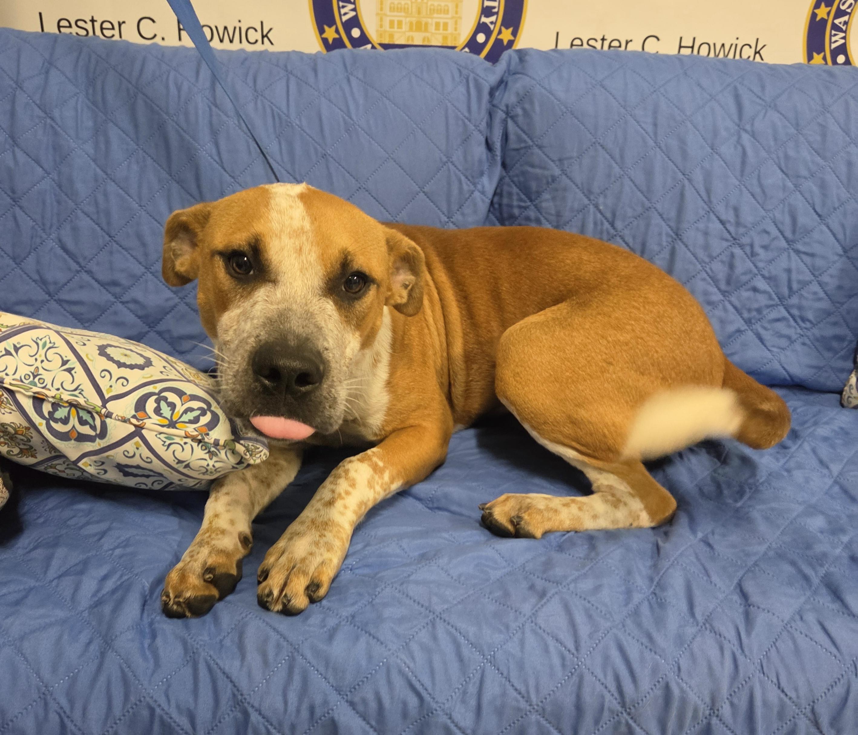 Enlarge Fry, a Adoptable Australian Cattle Dog / Blue Heeler in Fayetteville, AR image 2/4