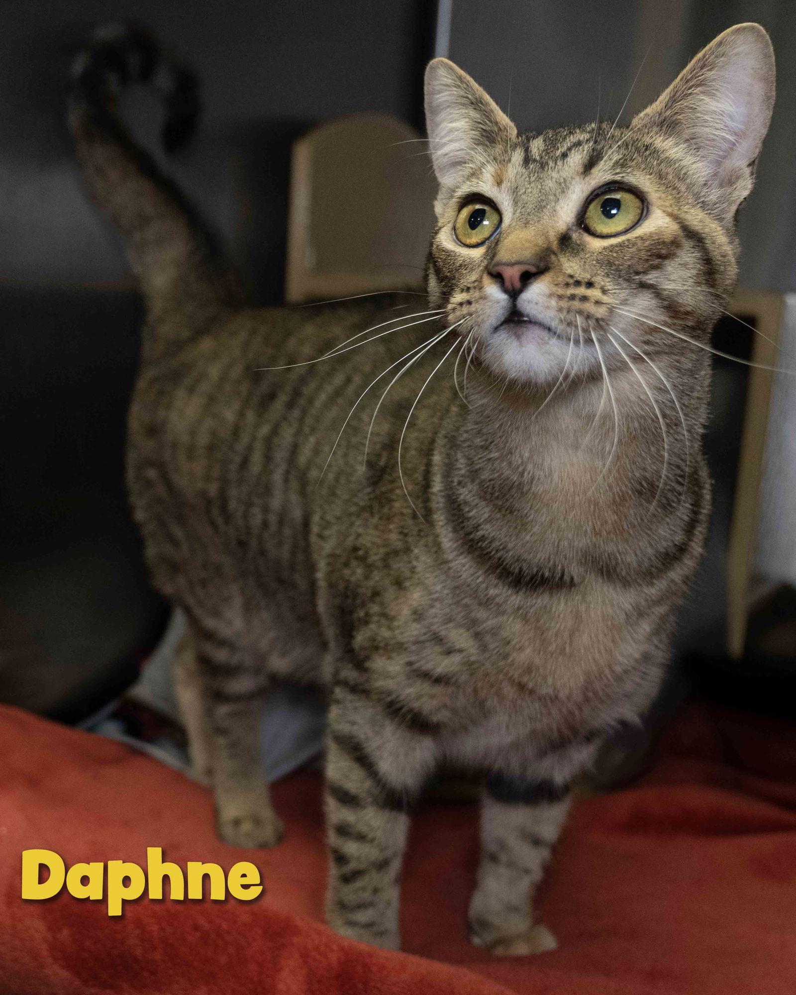 Enlarge Daphne, a Adopted Domestic Short Hair in Wilmington, NC image 1/1