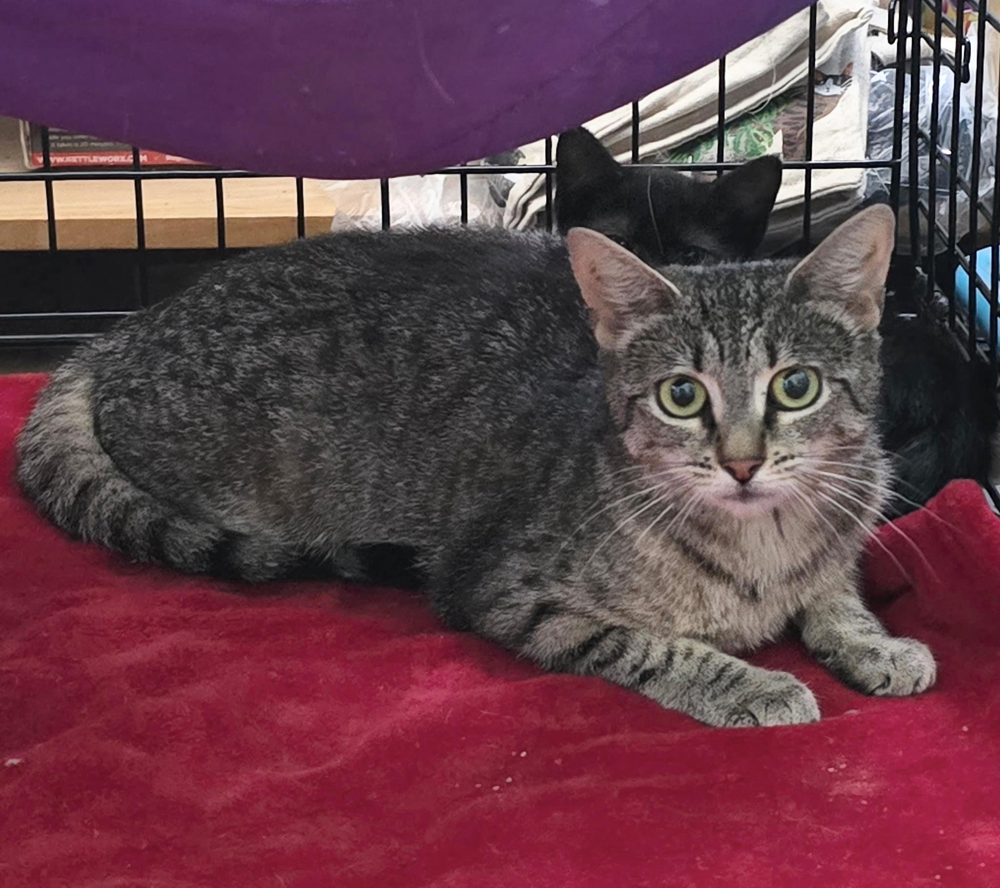 Enlarge Katniss, a ADOPTABLE American Shorthair in Salisbury Mills, NY image 1/1