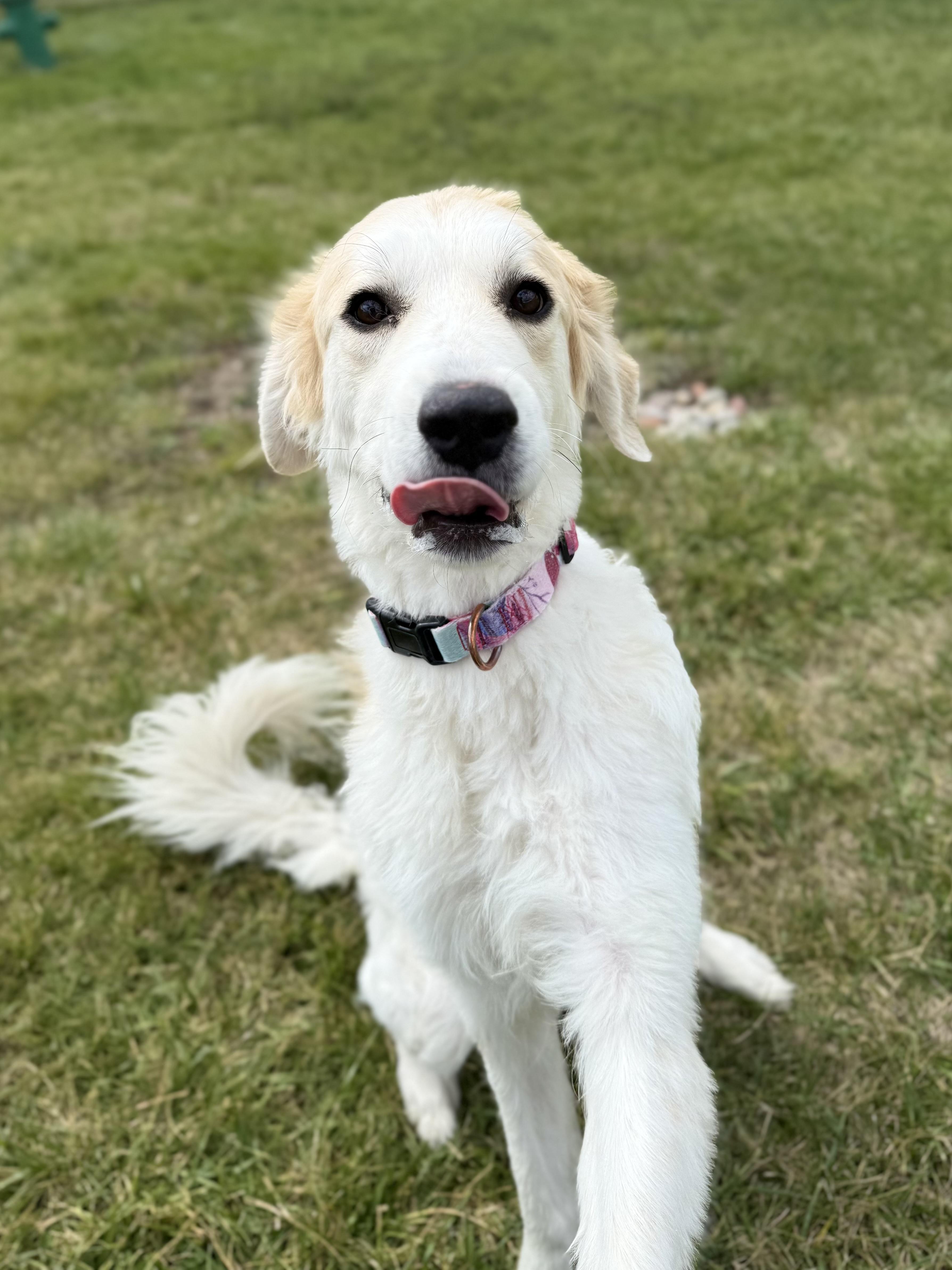 Ciri, an adoptable Great Pyrenees, Mixed Breed in Eagle, CO, 81631 | Photo Image 2