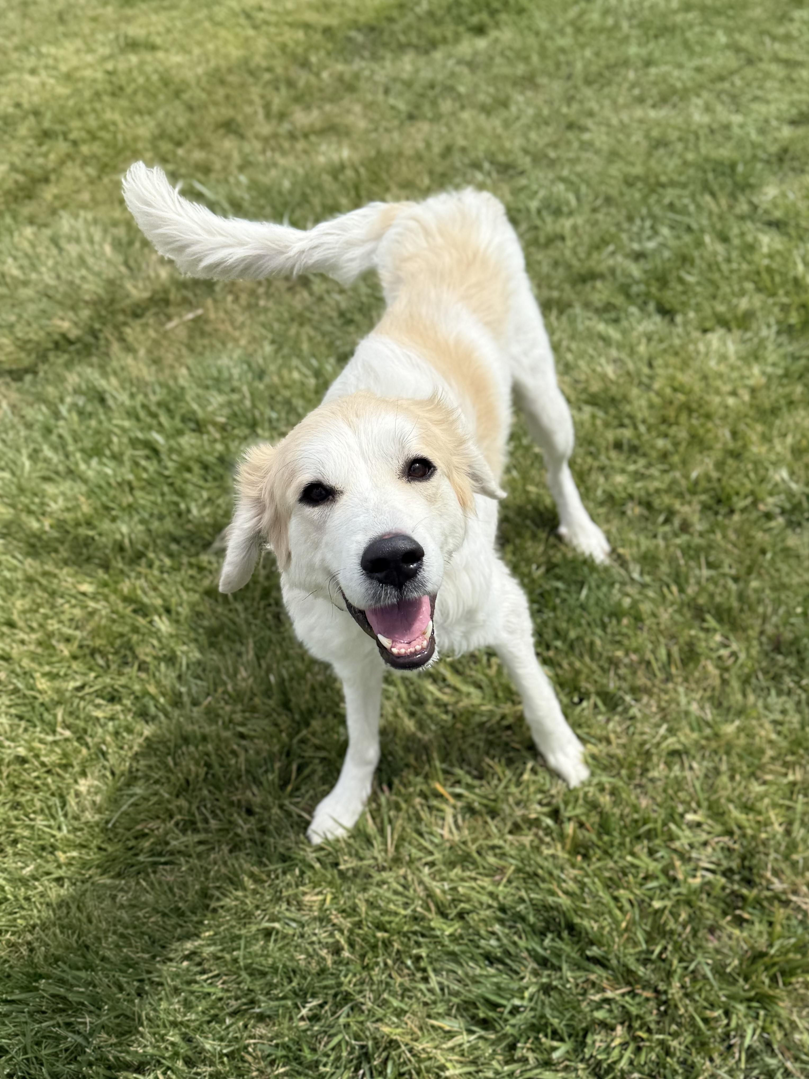 Ciri, an adoptable Great Pyrenees, Mixed Breed in Eagle, CO, 81631 | Photo Image 5