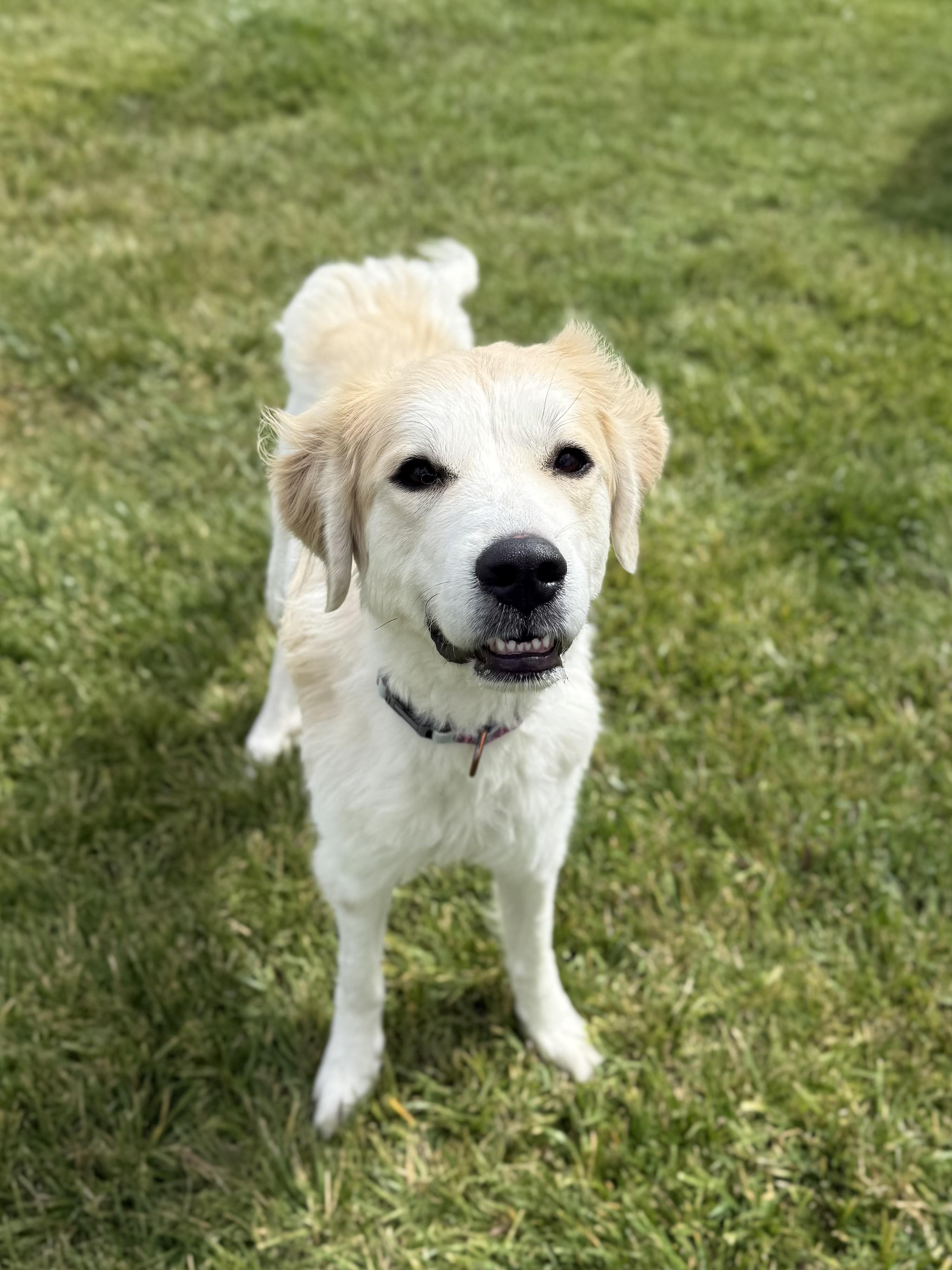 Ciri, an adoptable Great Pyrenees, Mixed Breed in Eagle, CO, 81631 | Photo Image 1