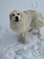 Enlarge Ciri, an adoptable mixed breed in Eagle, CO image 5/6
