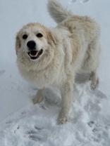 Enlarge Ciri, an adoptable mixed breed in Eagle, CO image 2/6