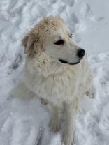 Enlarge Ciri, an adoptable mixed breed in Eagle, CO image 6/6