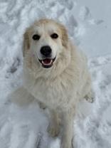 Enlarge Ciri, an adoptable mixed breed in Eagle, CO image 1/6