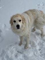 Enlarge Ciri, an adoptable mixed breed in Eagle, CO image 4/6