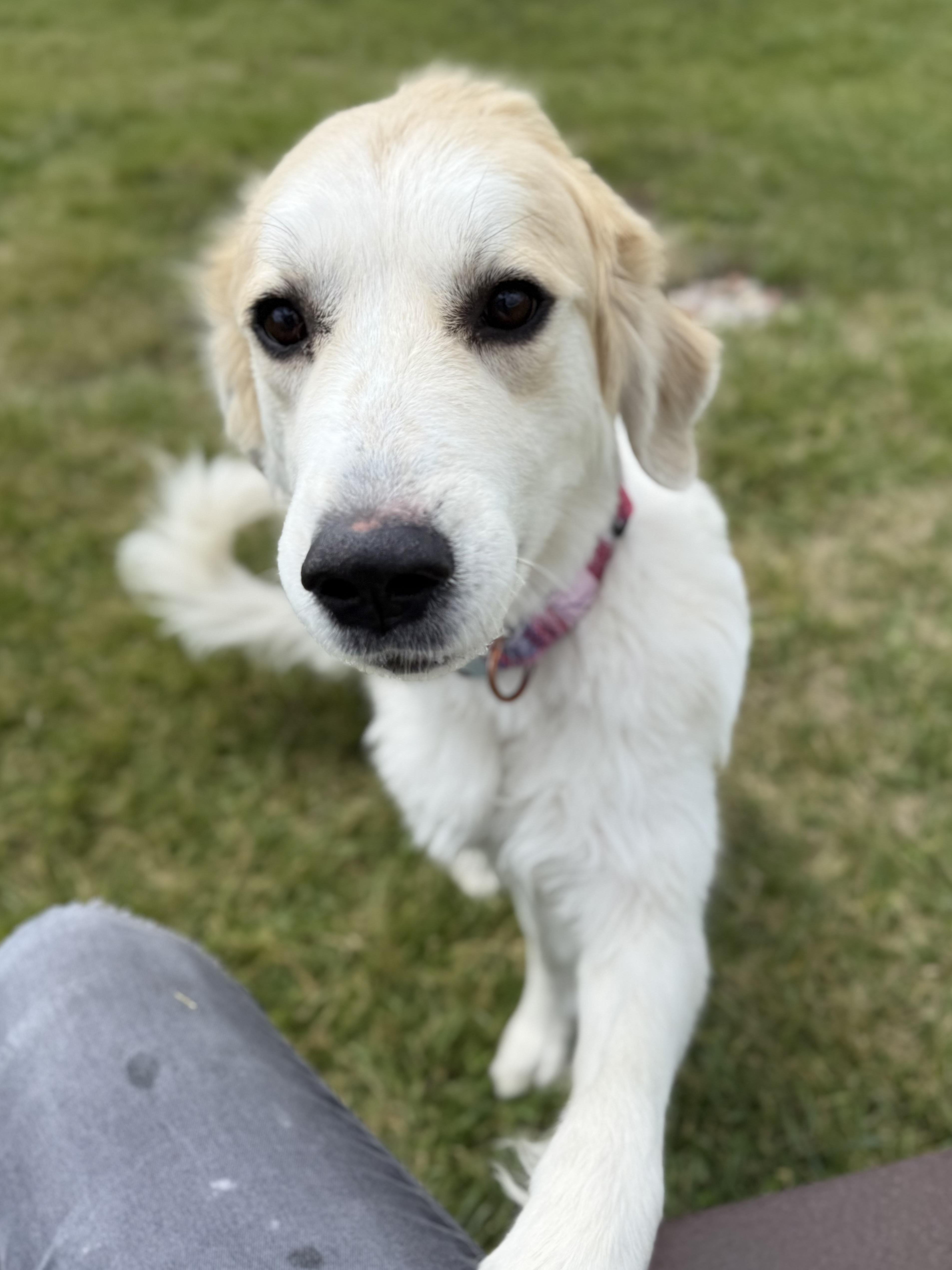 Ciri, an adoptable Great Pyrenees, Mixed Breed in Eagle, CO, 81631 | Photo Image 6