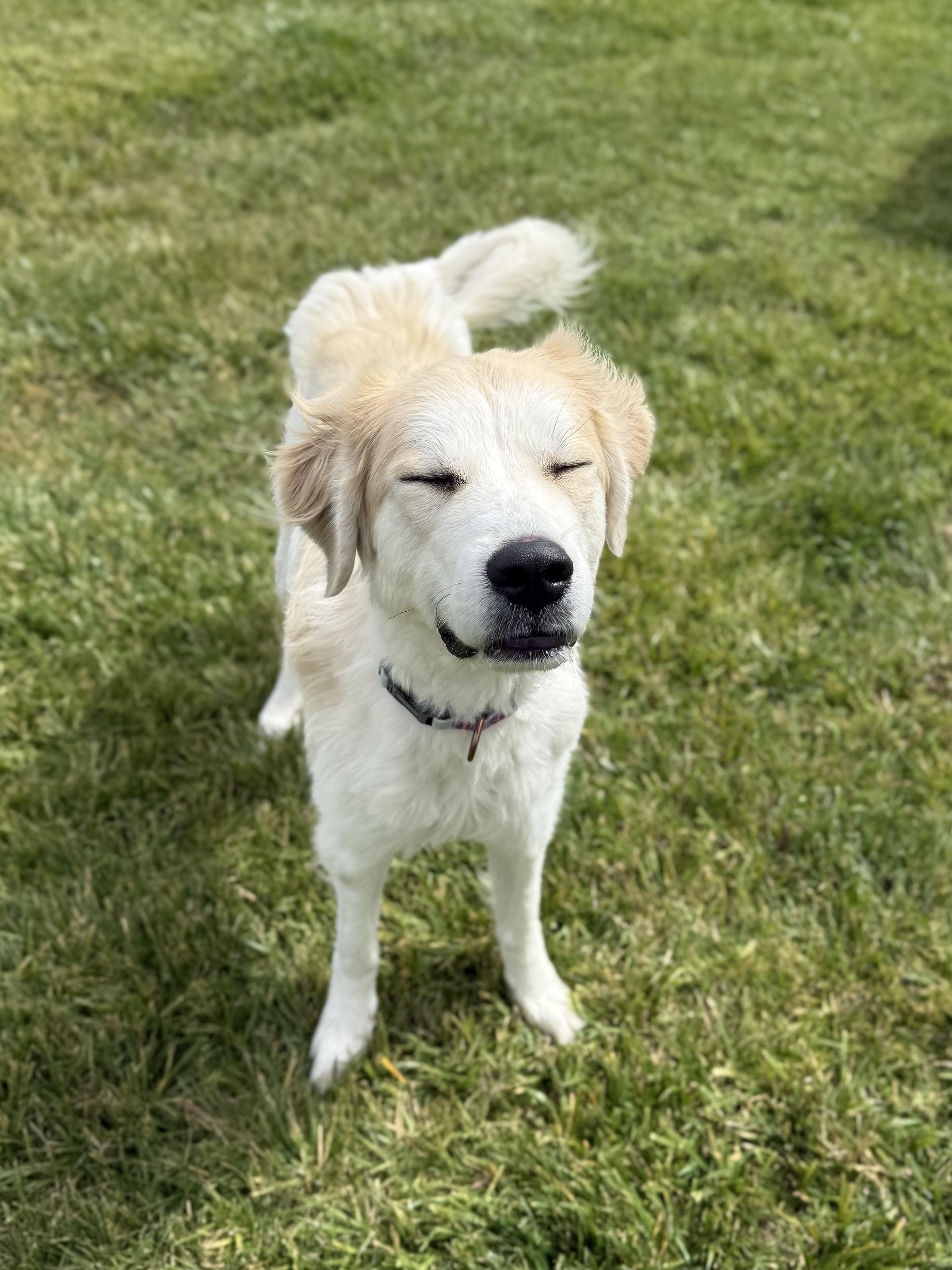 Ciri, an adoptable Great Pyrenees, Mixed Breed in Eagle, CO, 81631 | Photo Image 4