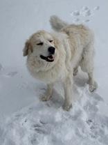 Enlarge Ciri, an adoptable mixed breed in Eagle, CO image 3/6