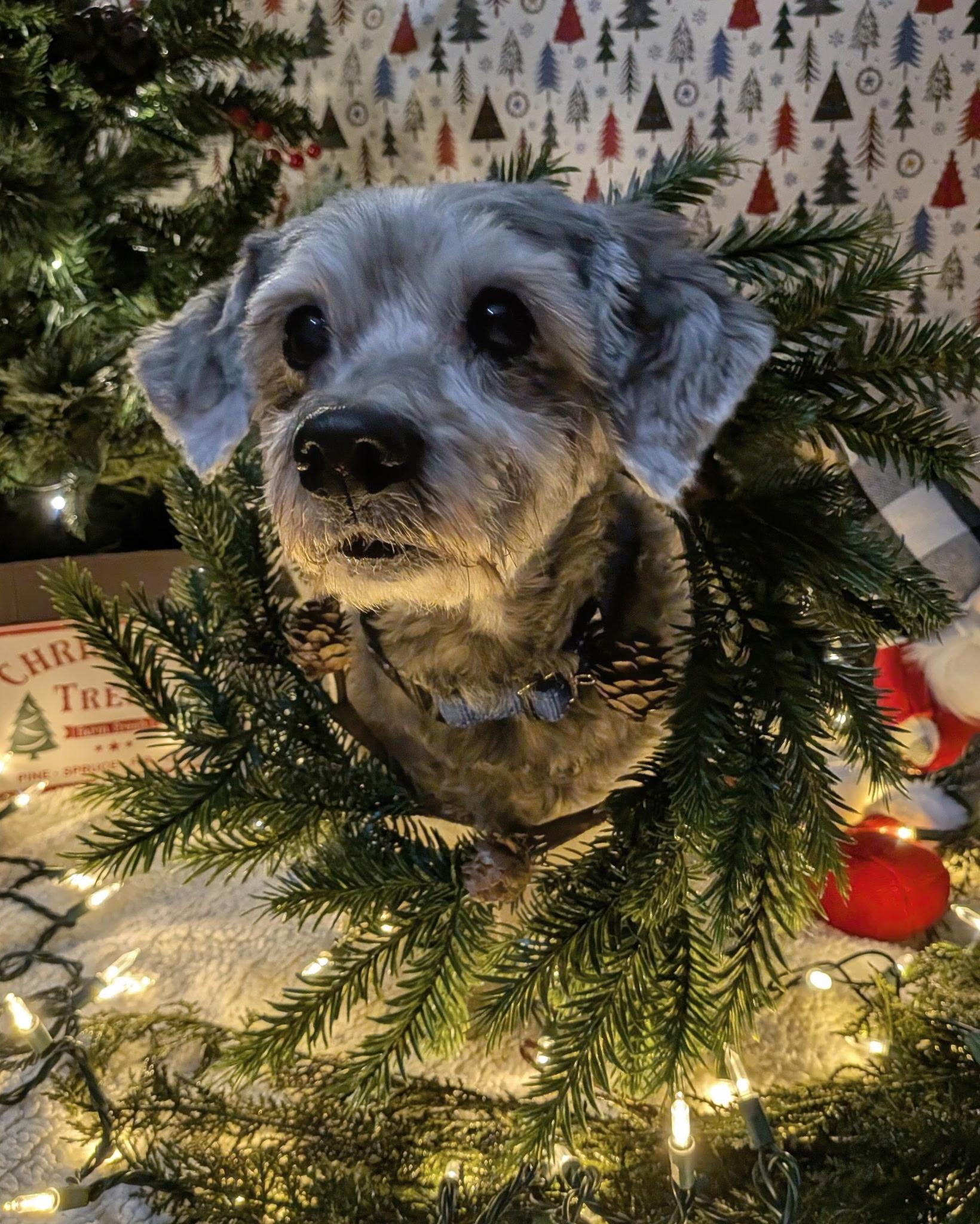 Enlarge Lenny, a ADOPTABLE mixed breed in Scranton, PA image 6/6