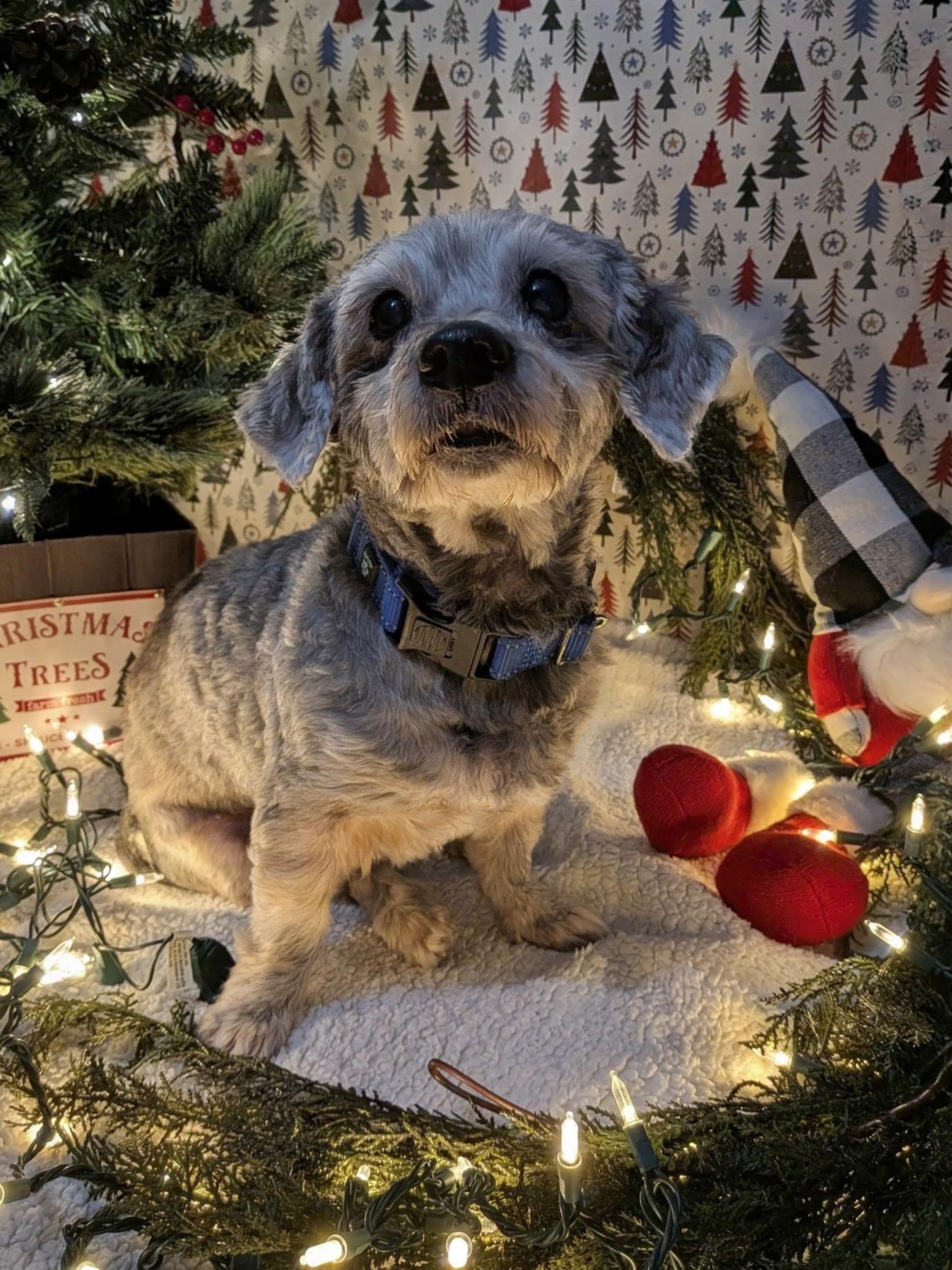 Enlarge Lenny, a ADOPTABLE mixed breed in Scranton, PA image 3/6