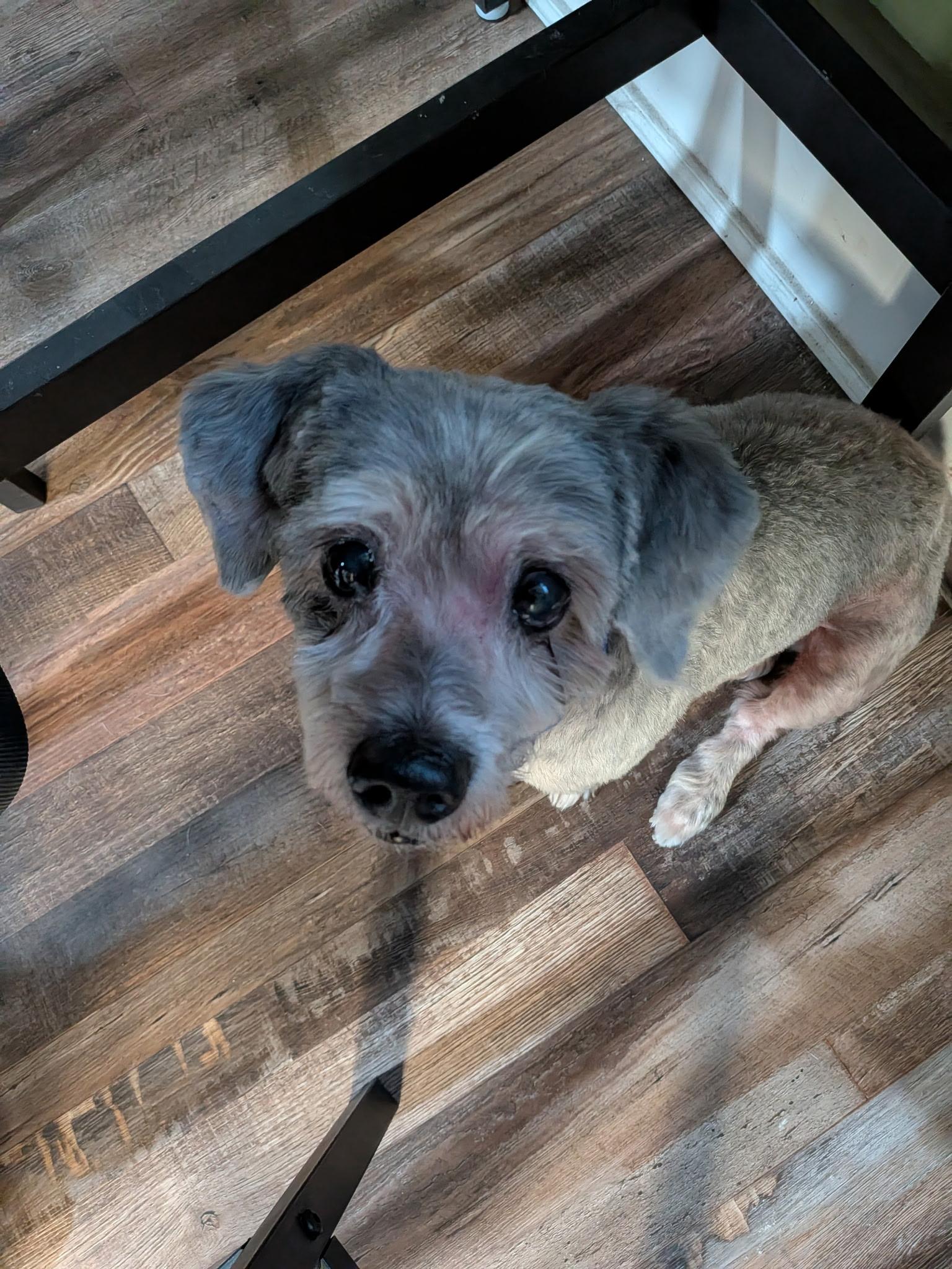 Lenny, ADOPTABLE, Senior Male Terrier & Poodle.