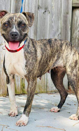 AC-4777 "Sol", ADOPTABLE, Adult Female Pit Bull Terrier.
