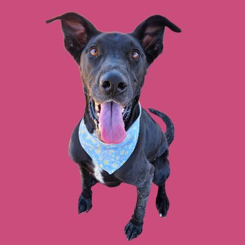 Enlarge DAISY, a Adoptable mixed breed in Bakersfield, CA image 1/1