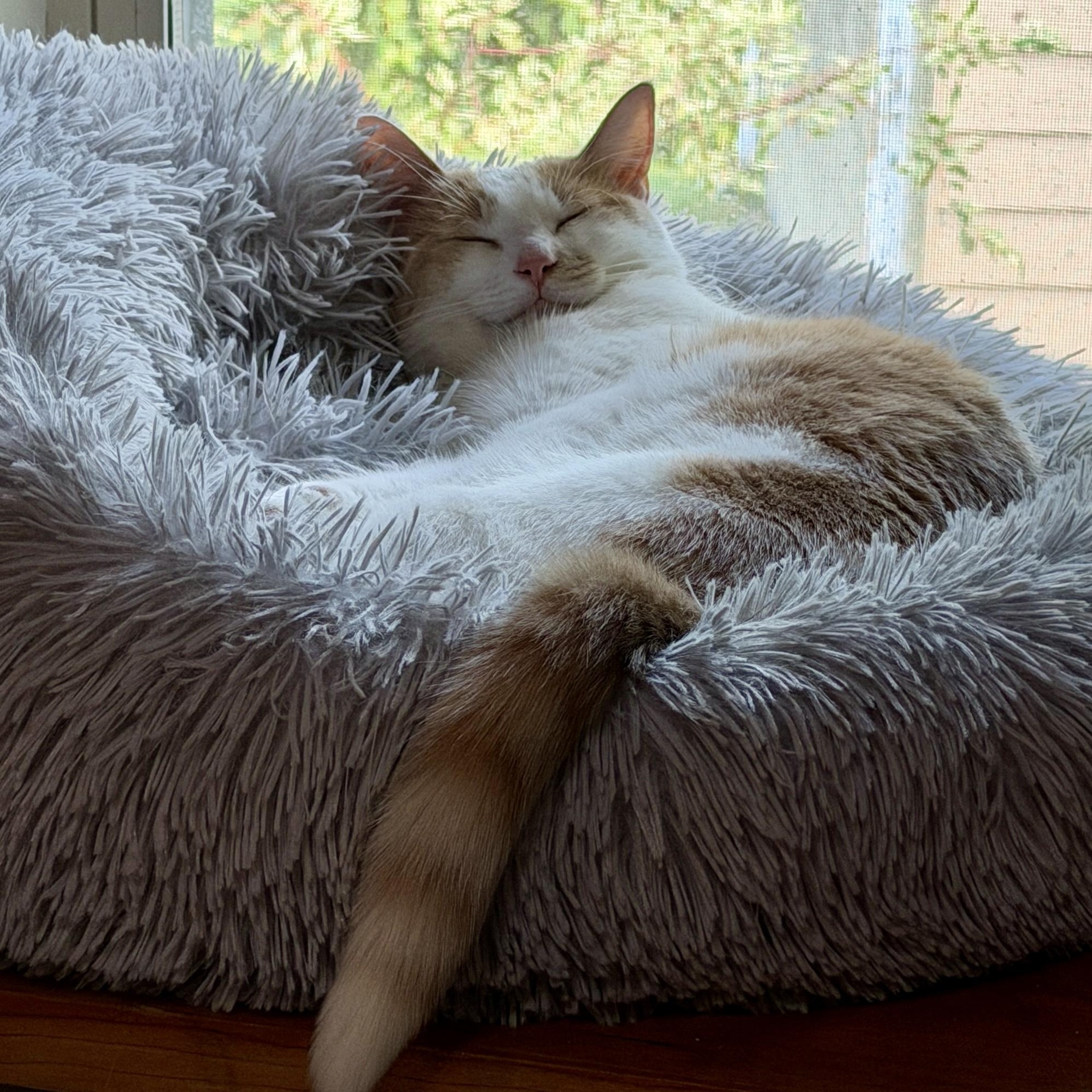 Enlarge Juniper, a Adoptable Domestic Short Hair in Edina, MN image 2/6