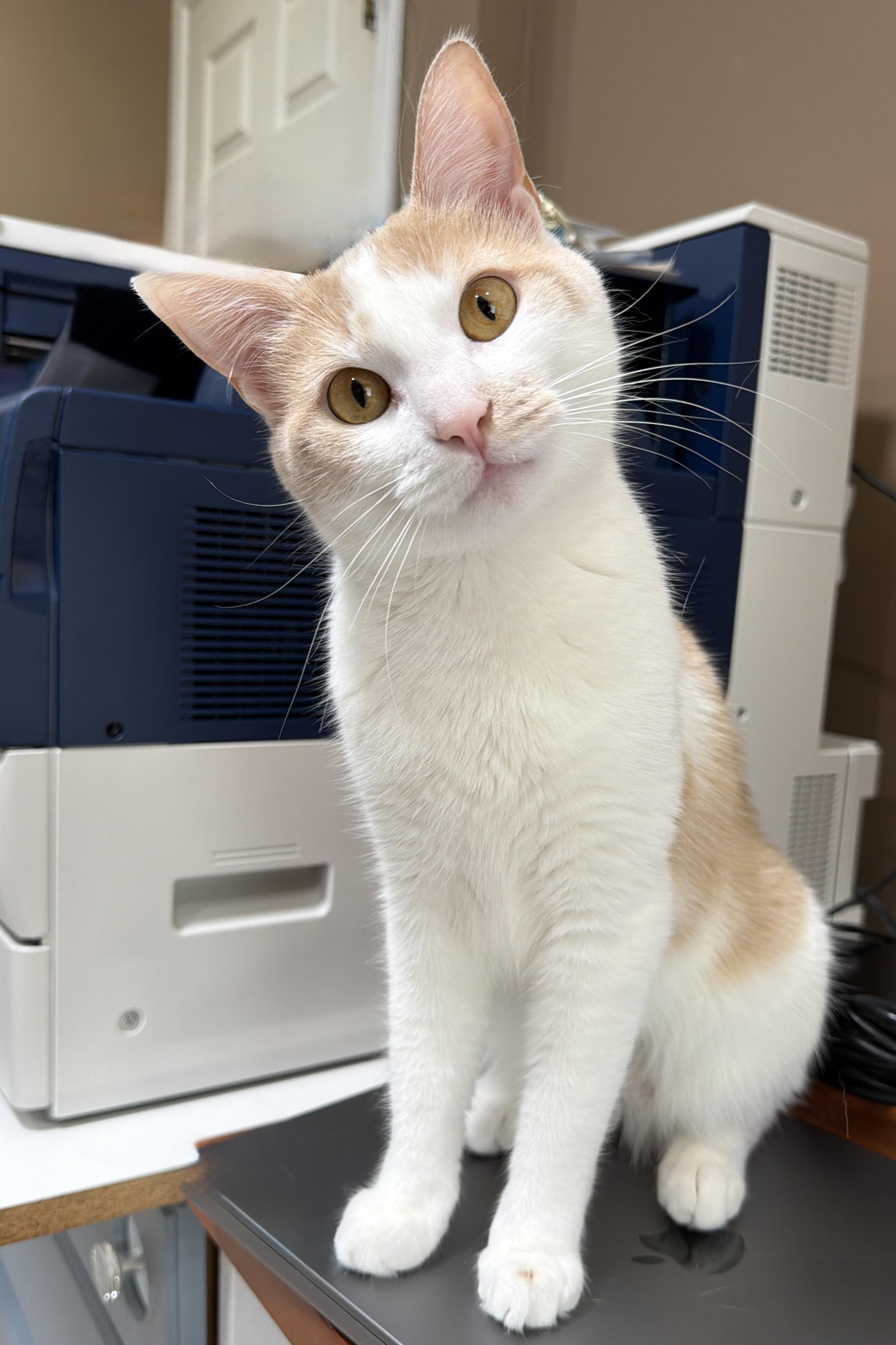 Enlarge Juniper, a Adoptable Domestic Short Hair in Edina, MN image 3/6
