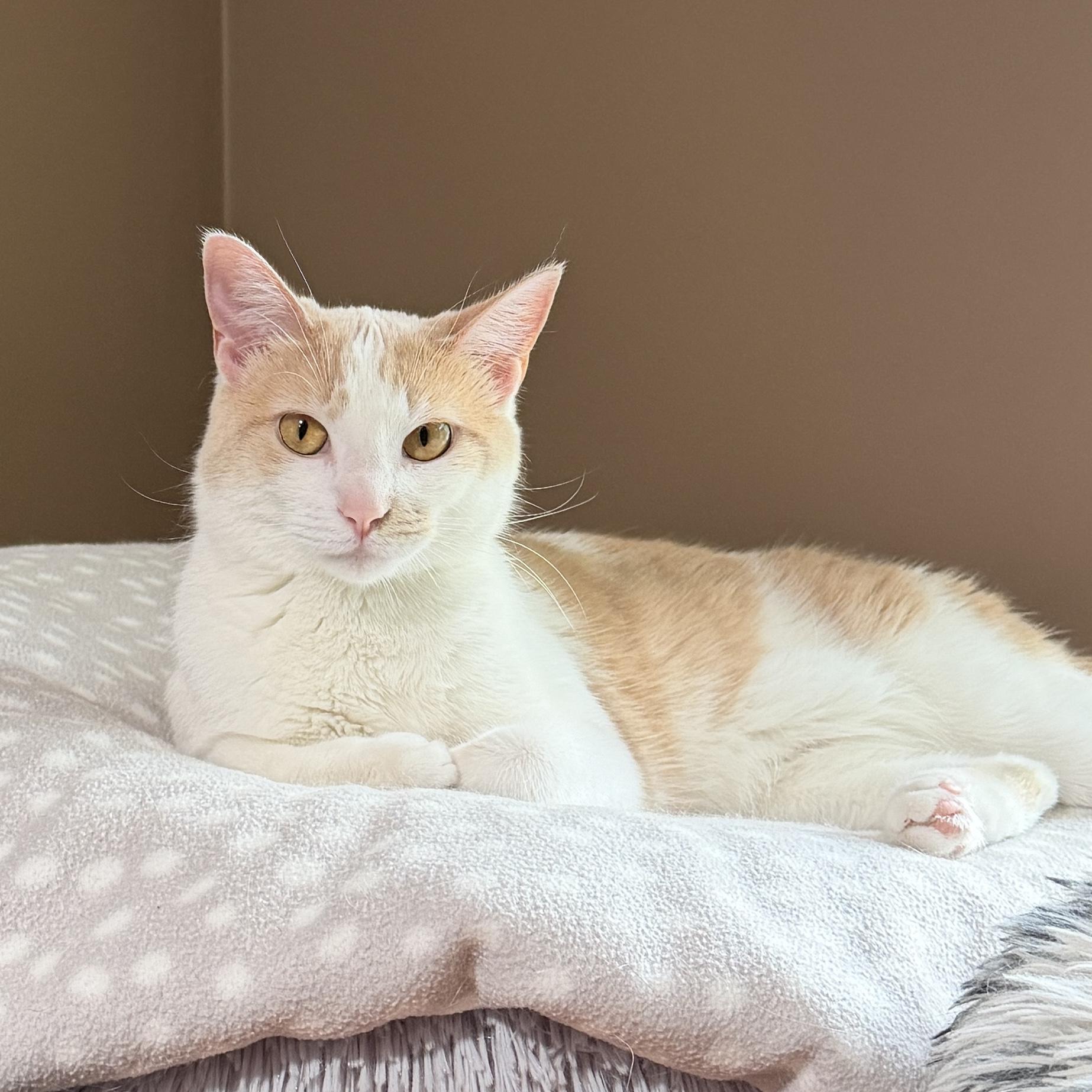 Enlarge Juniper, a Adoptable Domestic Short Hair in Edina, MN image 1/6