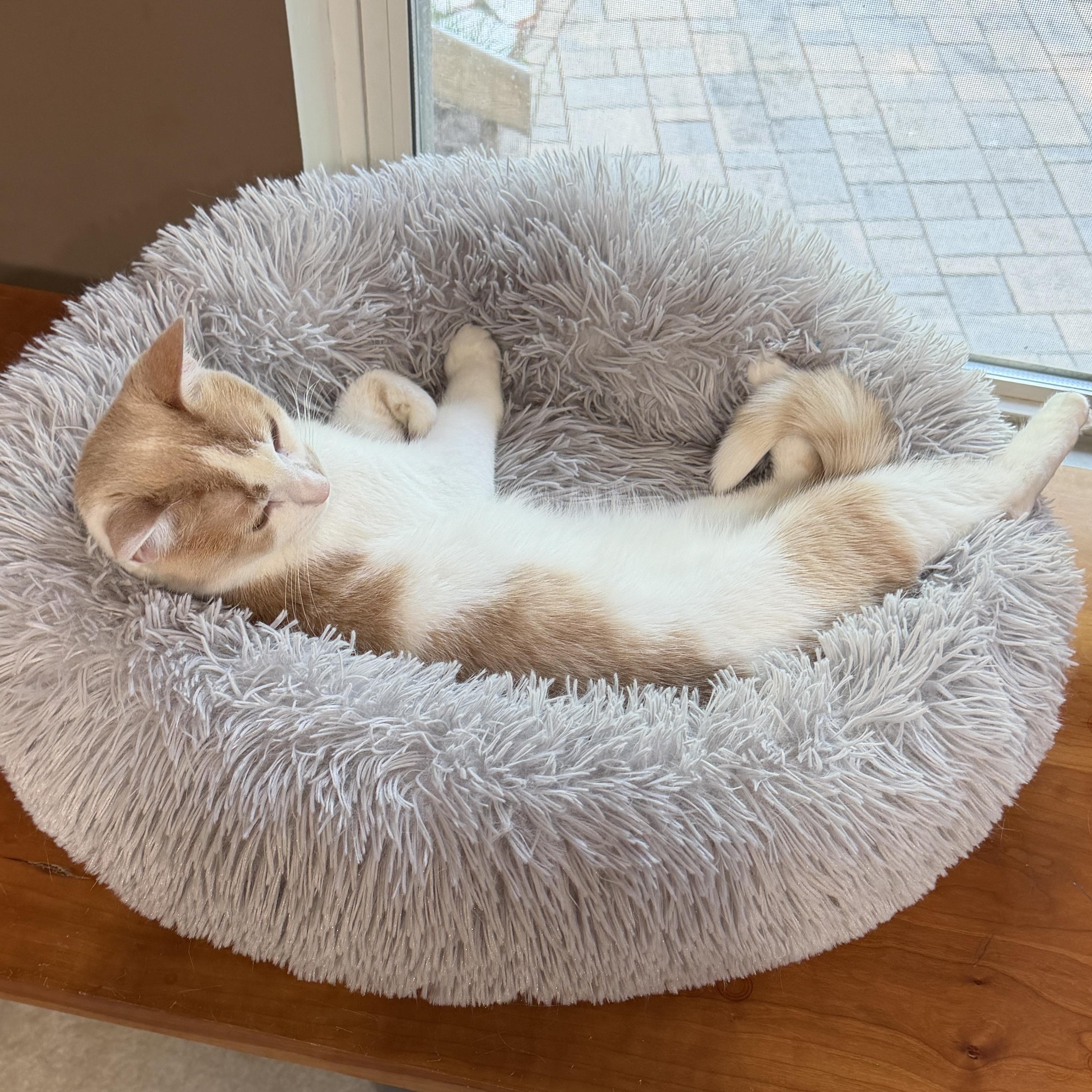 Enlarge Juniper, a Adoptable Domestic Short Hair in Edina, MN image 4/6