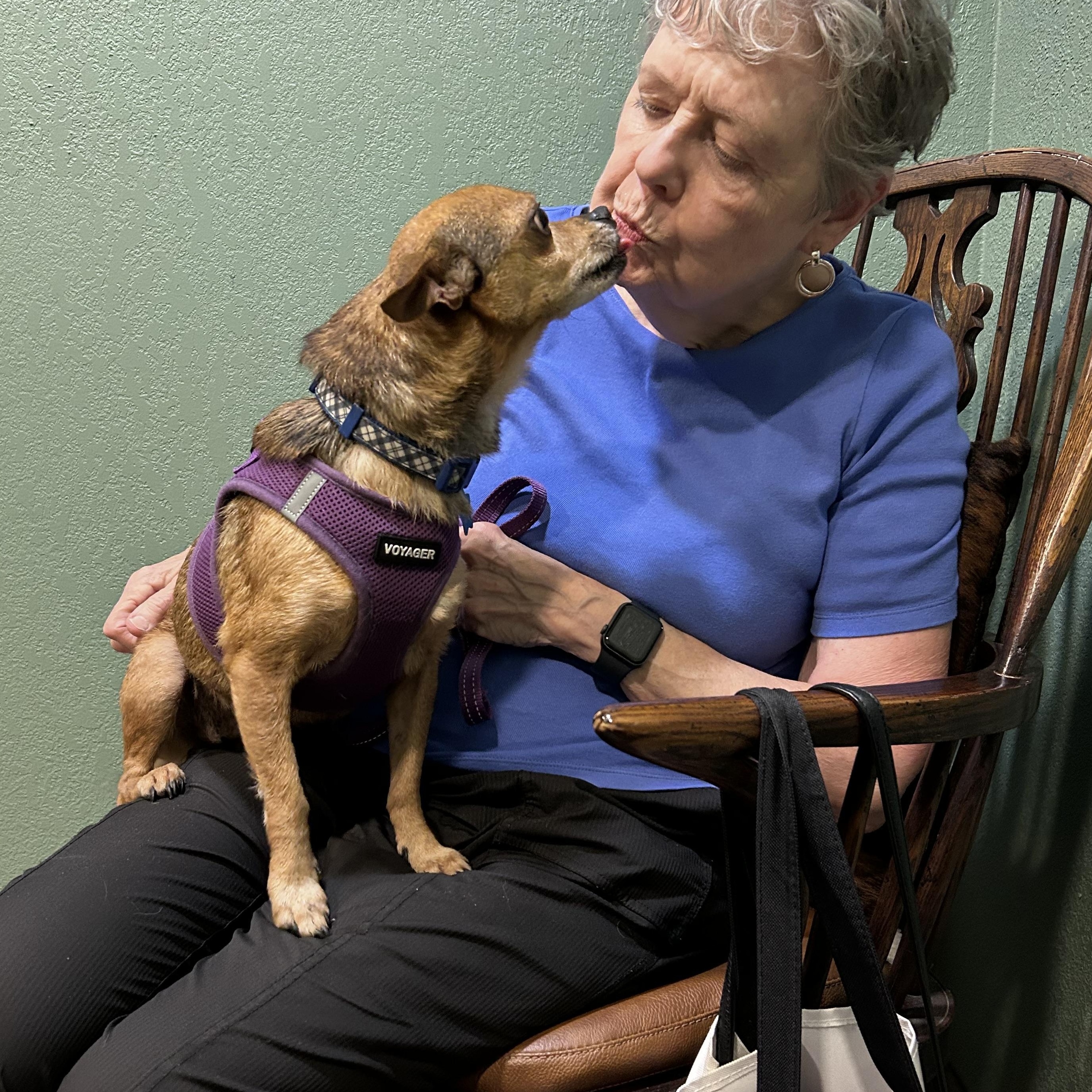 Enlarge Bubba, a Adoptable Chihuahua in Savannah, GA image 1/3