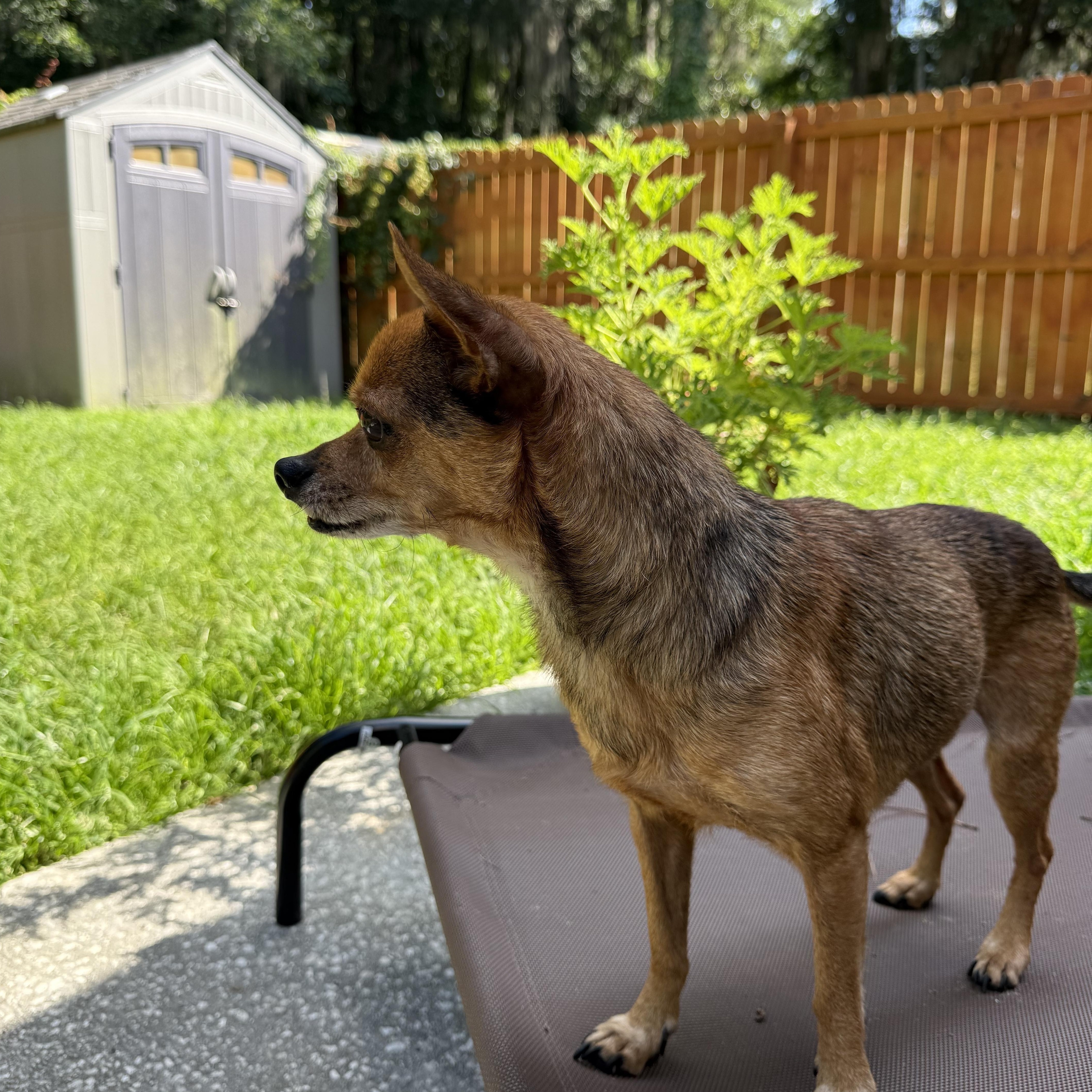 Enlarge Bubba, a Adoptable Chihuahua in Savannah, GA image 2/3