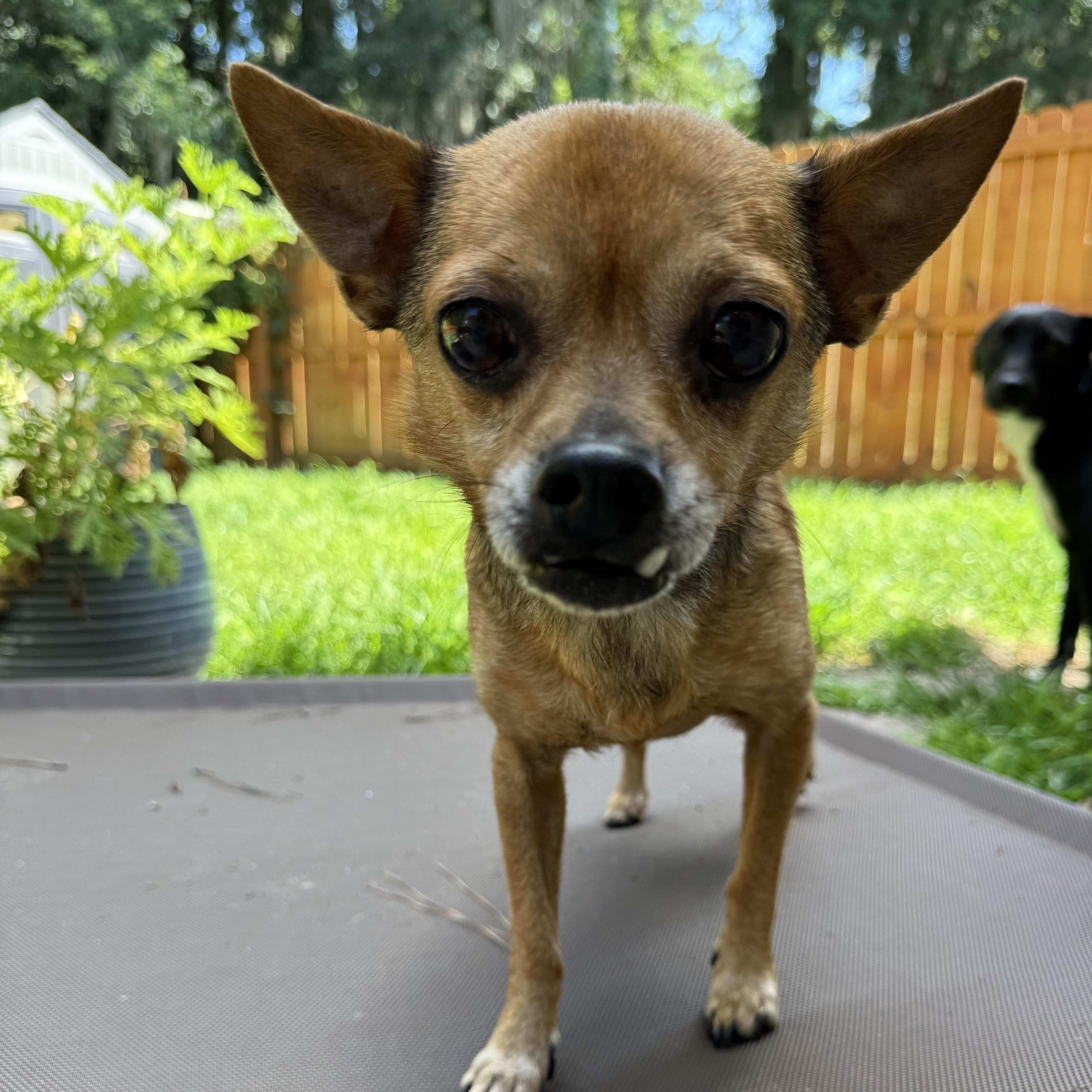 Enlarge Bubba, a Adoptable Chihuahua in Savannah, GA image 3/3