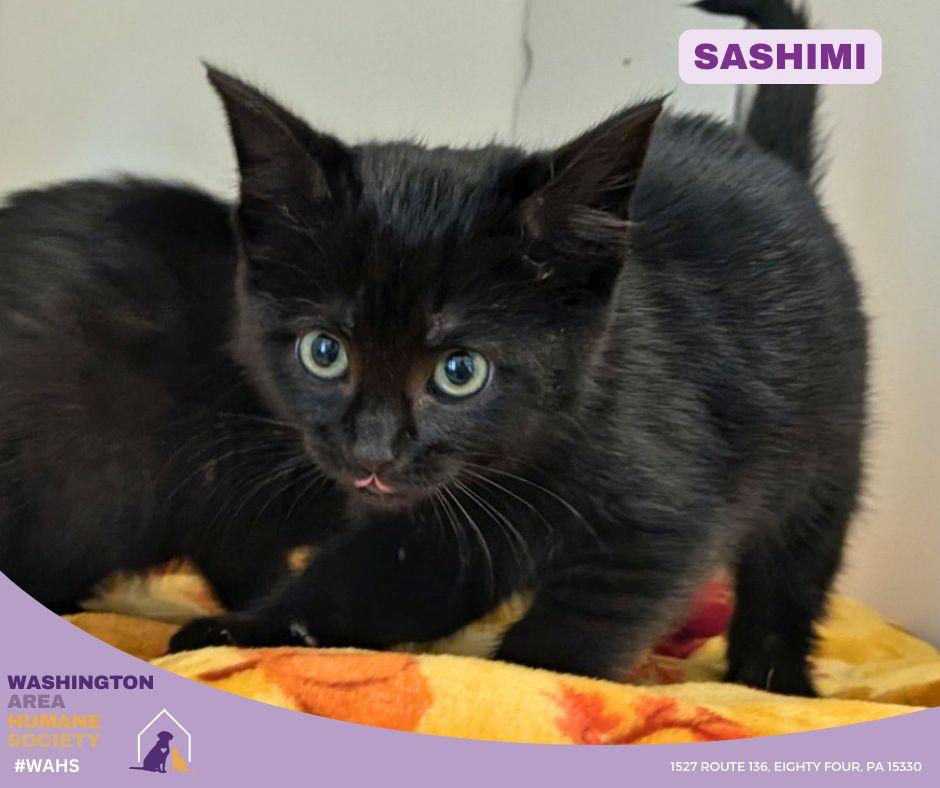 Enlarge Sashimi, an adopted mixed breed in Eighty Four, PA image 1/1