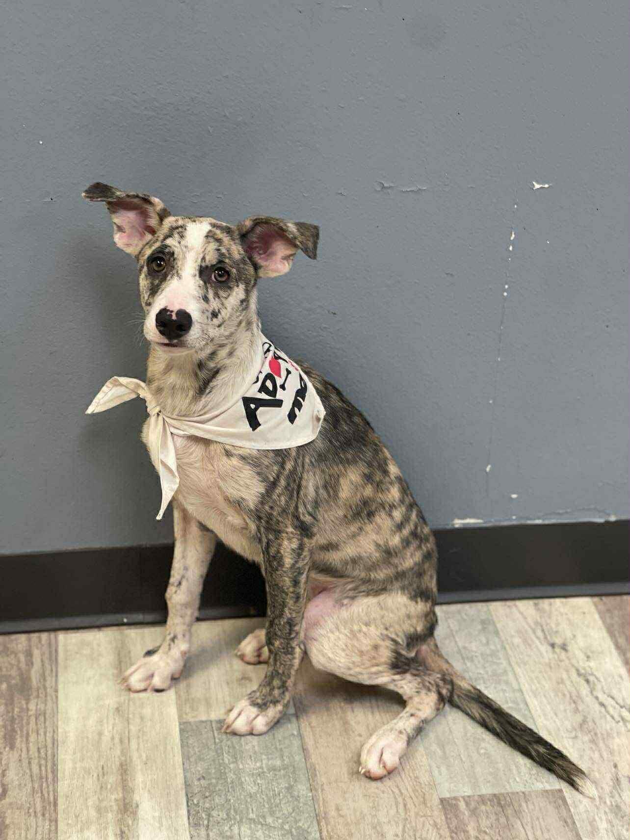 Balu the Catahoula mix!