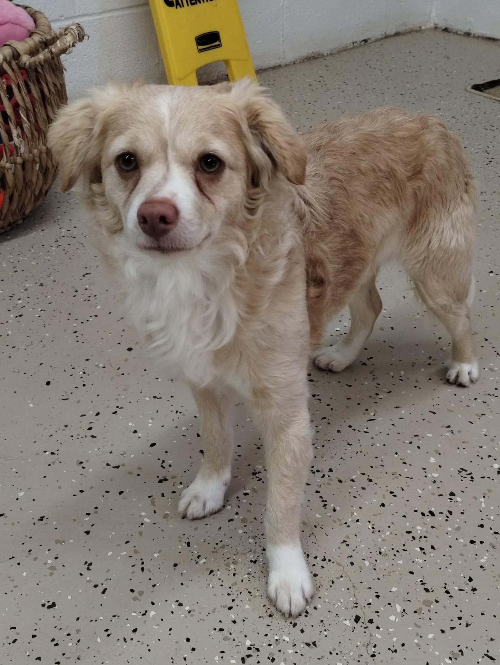 Bear, Adoptable, Young Male Chihuahua.