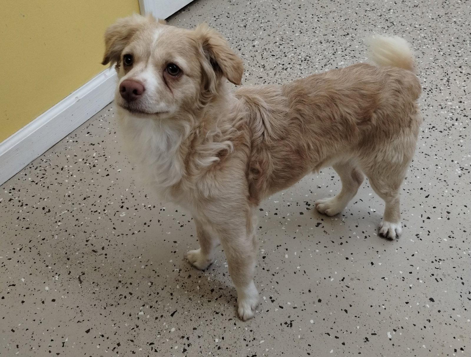 Enlarge Bear, a Adoptable Chihuahua in York, SC image 2/3