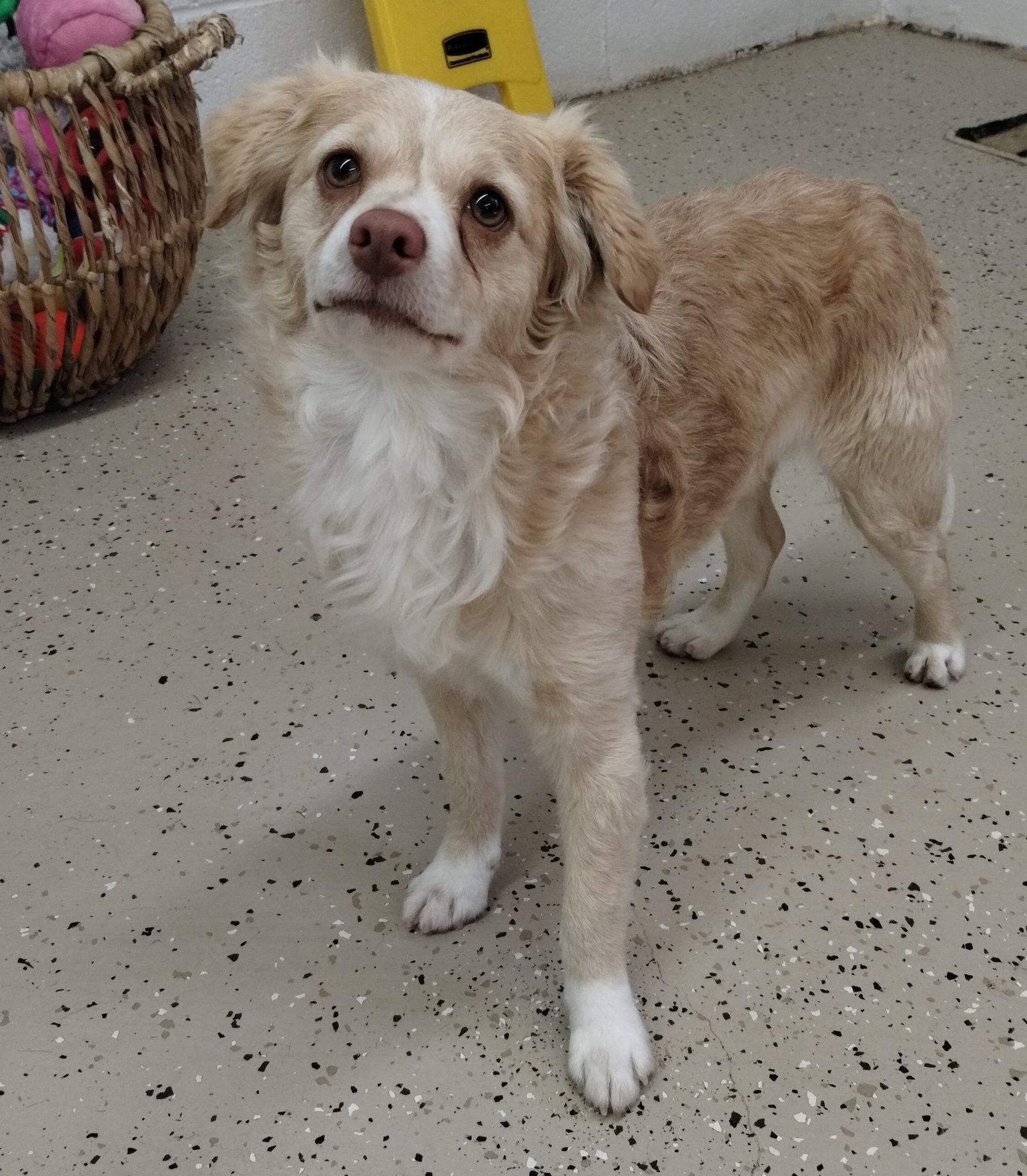 Enlarge Bear, a Adoptable Chihuahua in York, SC image 3/3