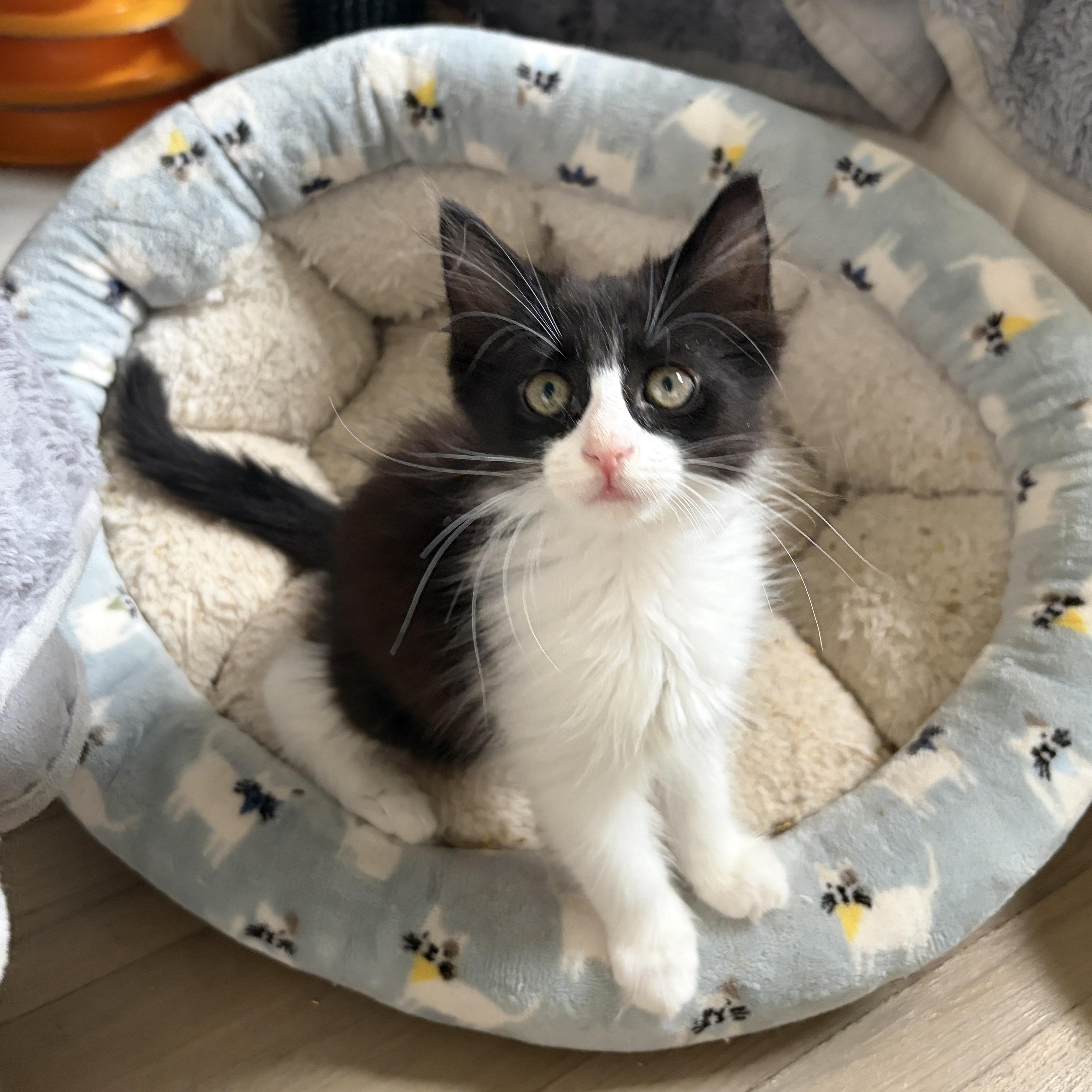 Dolly, Adoptable, Kitten Female Domestic Long Hair & Maine Coon.