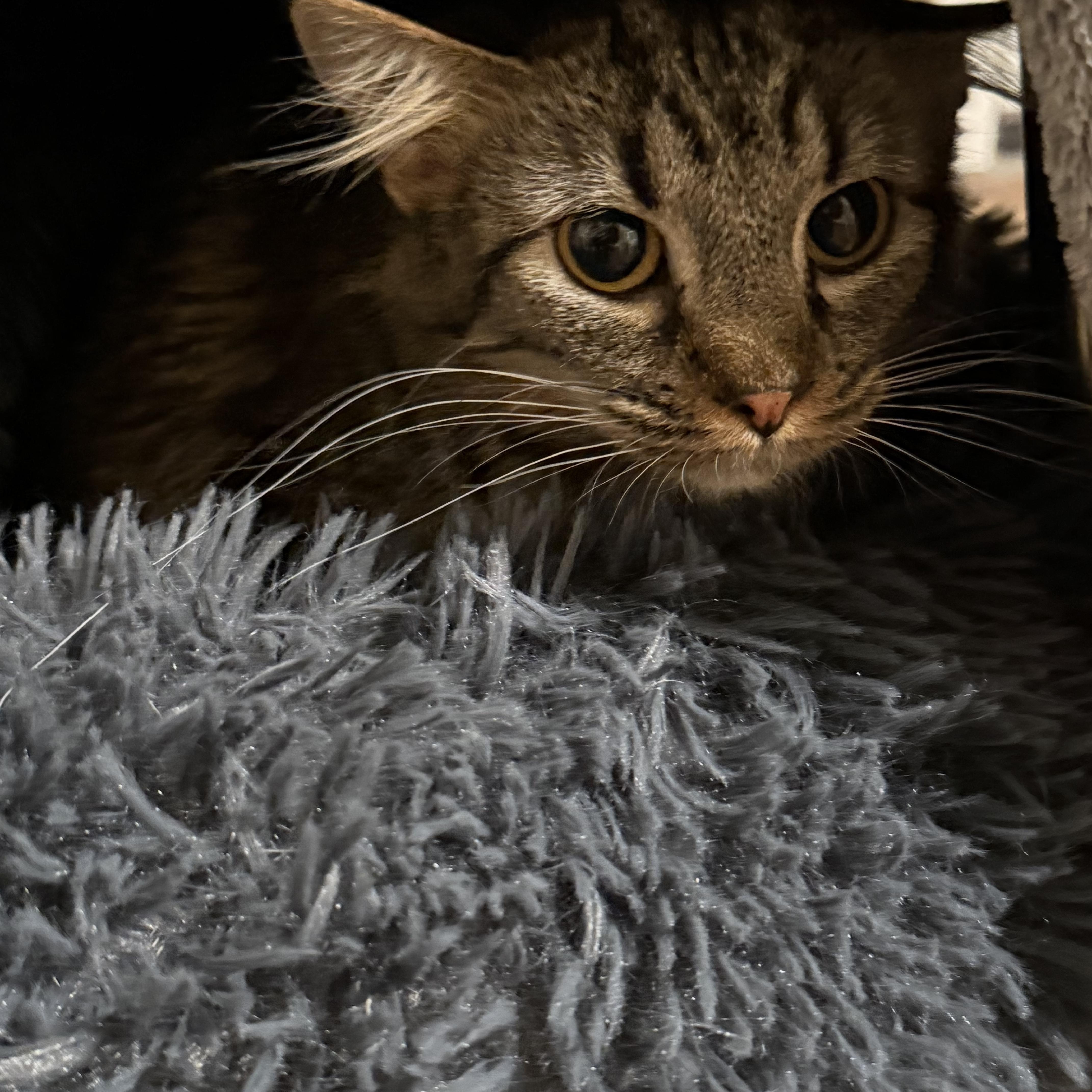 Cleo, ADOPTABLE, Adult Female Domestic Medium Hair.