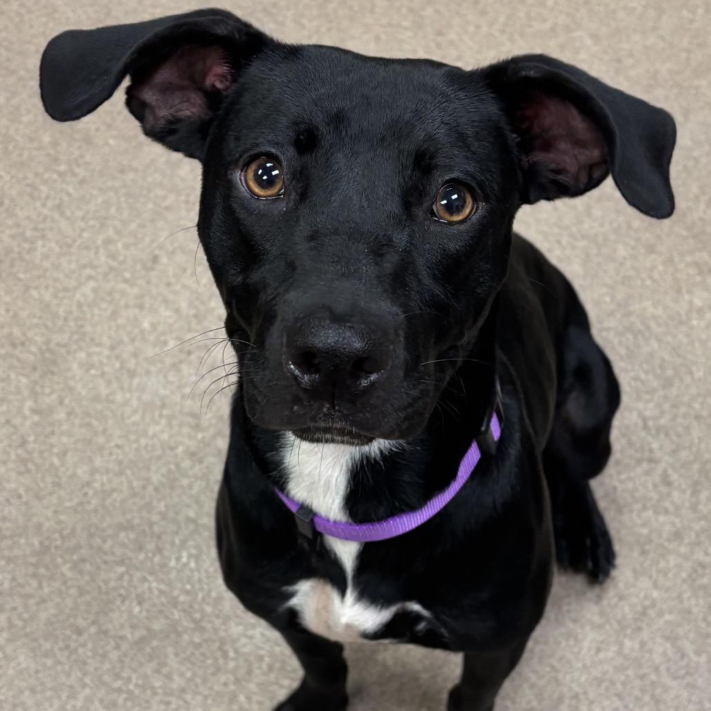 Smiley Miley, Adoptable, Adult Female Black Labrador Retriever & Mixed Breed.