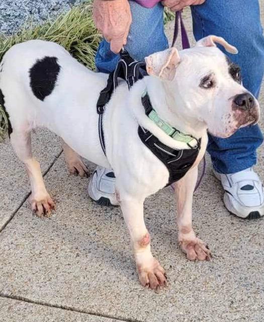 Prim  A046501, Adoptable, Adult Female Staffordshire Bull Terrier & Mixed Breed.